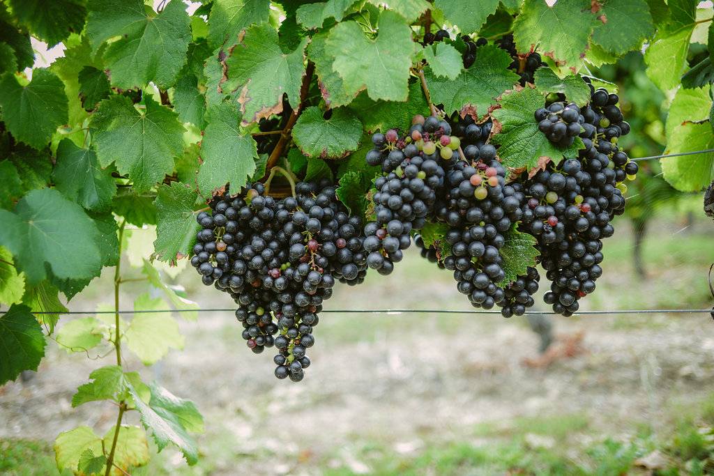  - Pic Saint Loup winetour 