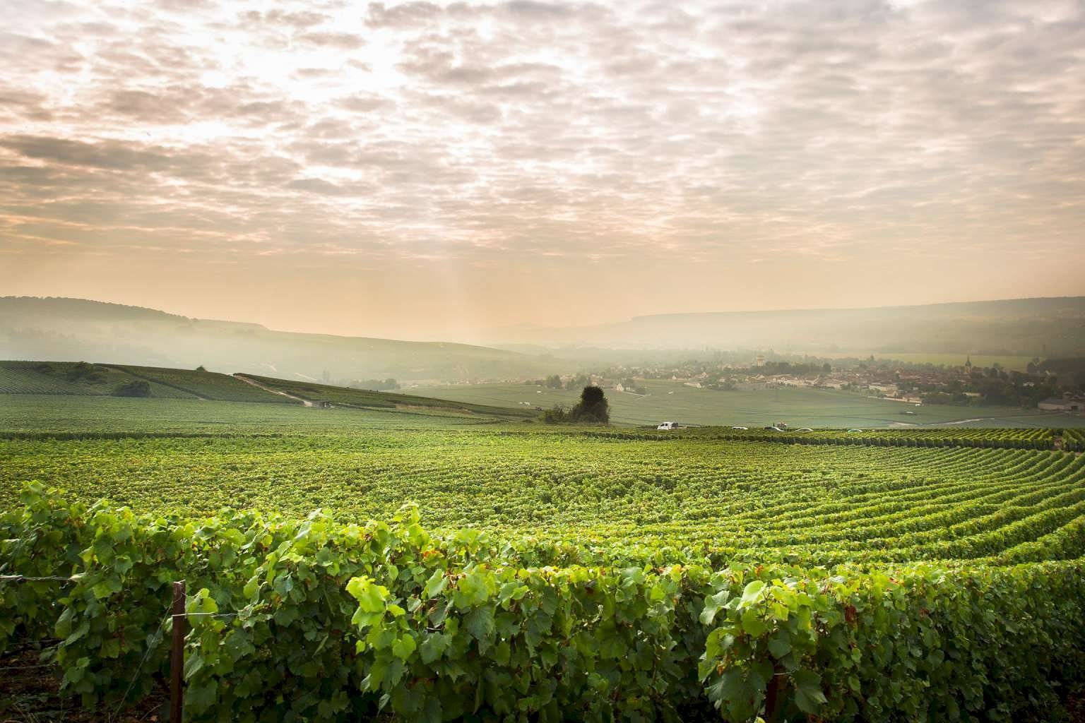 The soul of Champagne