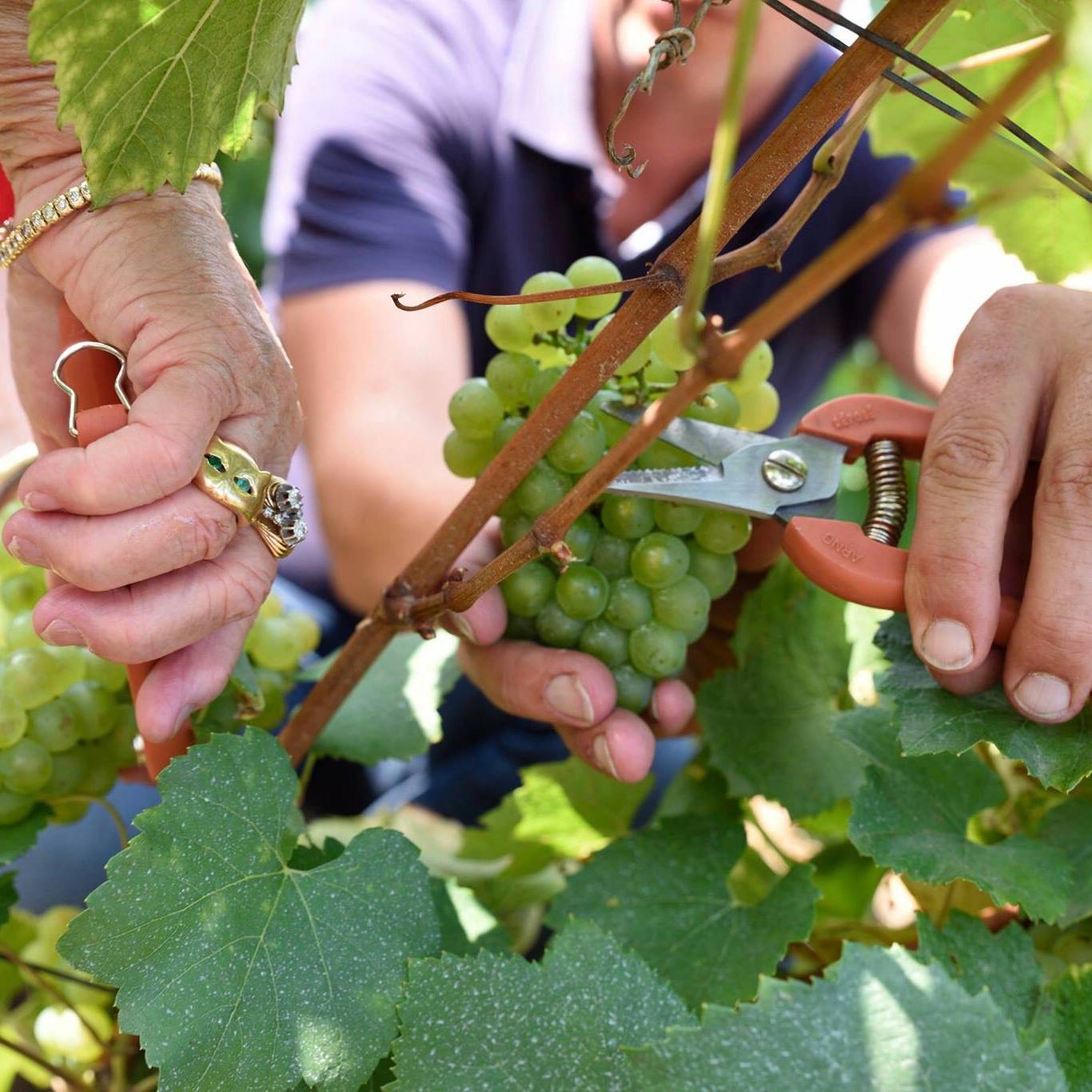 Champagnes et Chocolats | Aÿ Grand-Cru