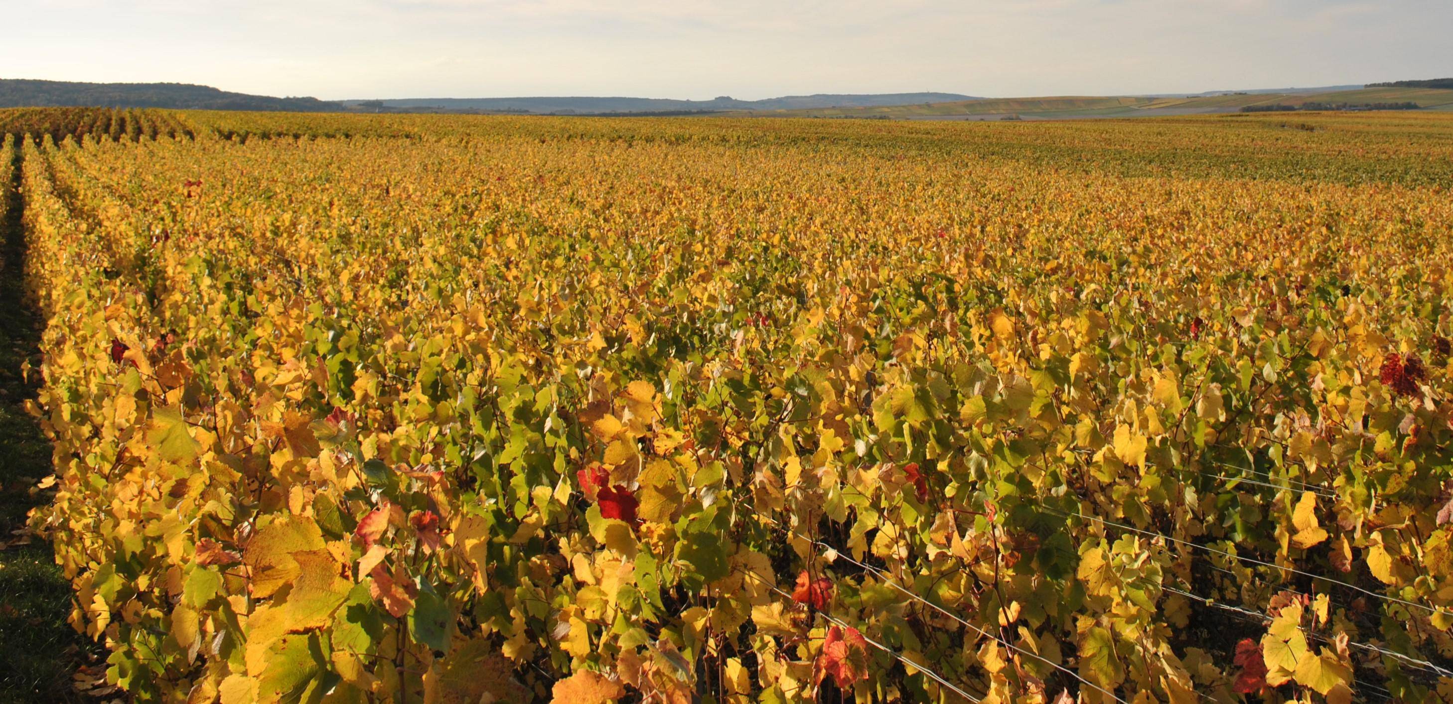 Promenons-nous dans les vignes