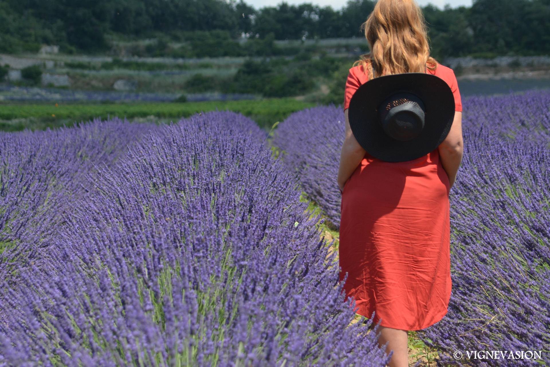 Wine, Lavenders and Photo shooting
