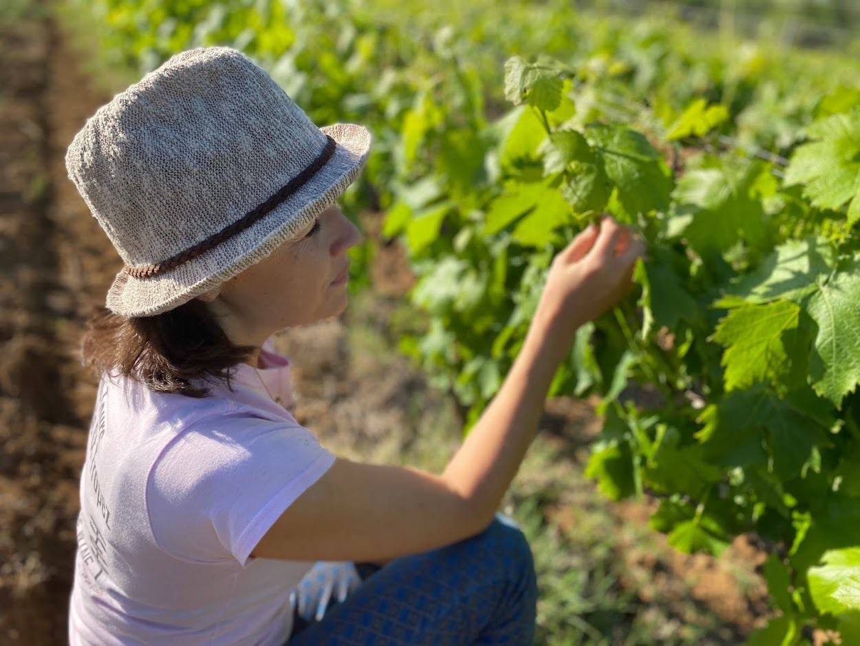  - Walk between sea and vine