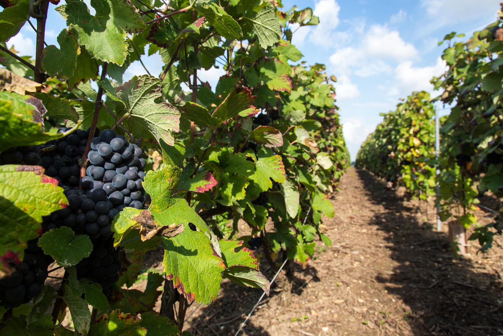 Dans les Pas d'un Vigneron