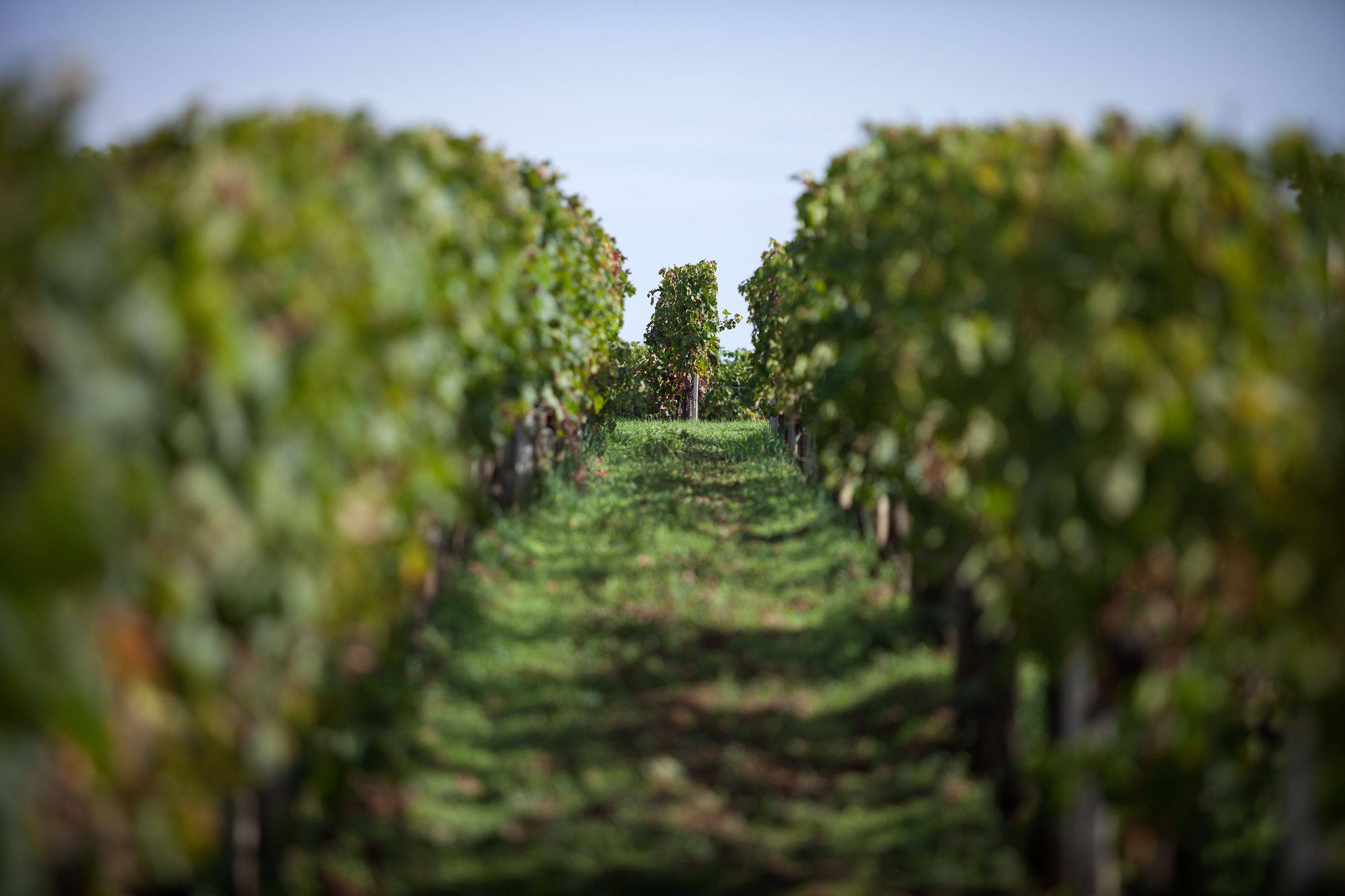  - From vineyard to glass