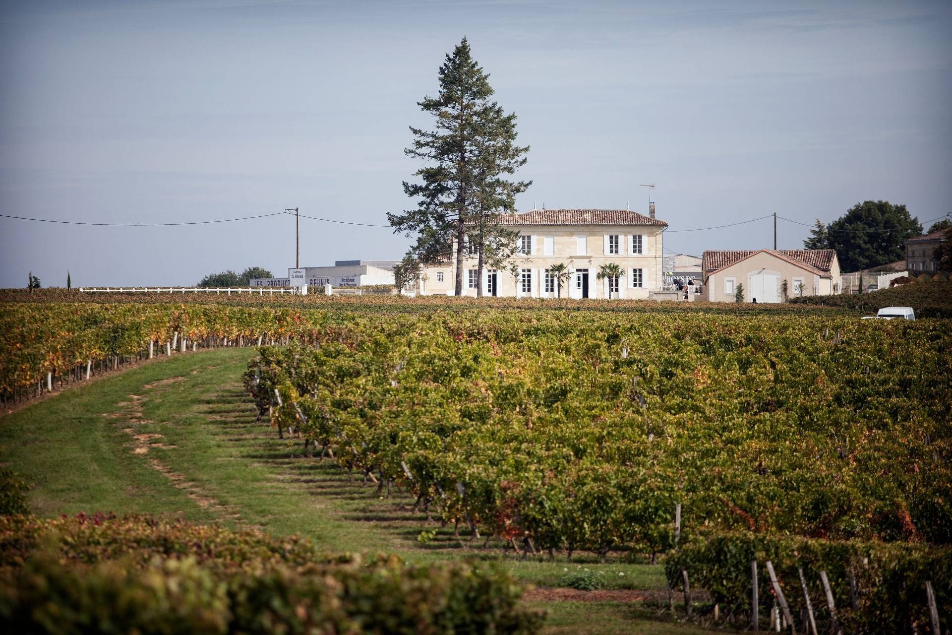 From vineyard to glass