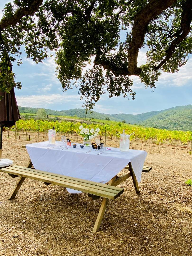  - Visit and picnic in the vineyard