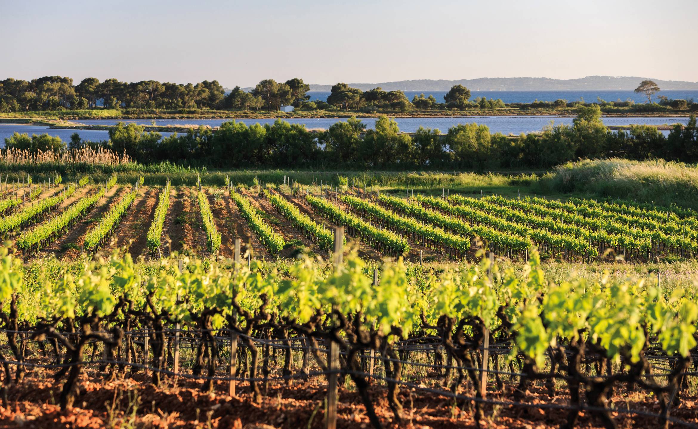  - Vintage tour 1/2 day