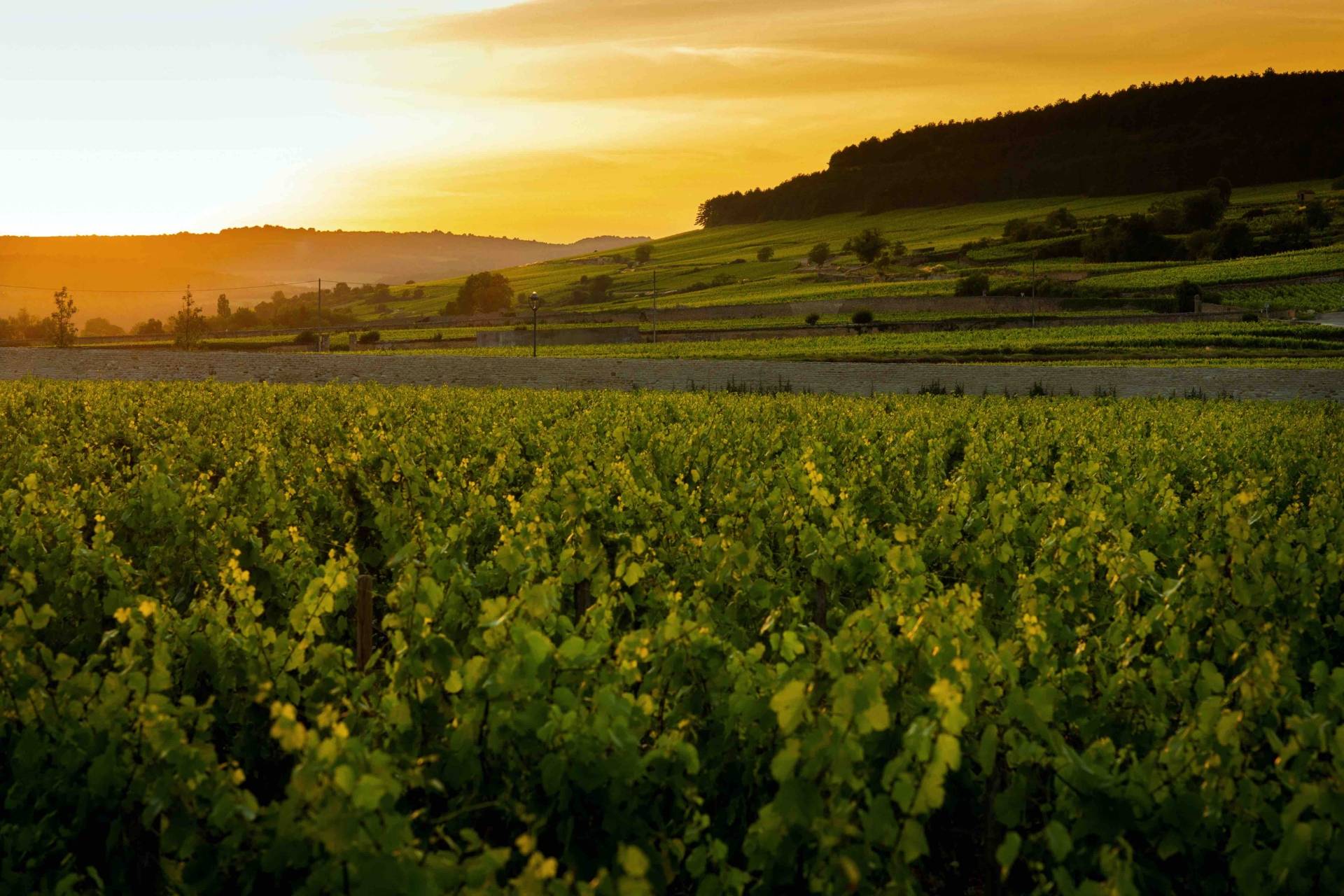 A Taste of La Route des Grands Crus 