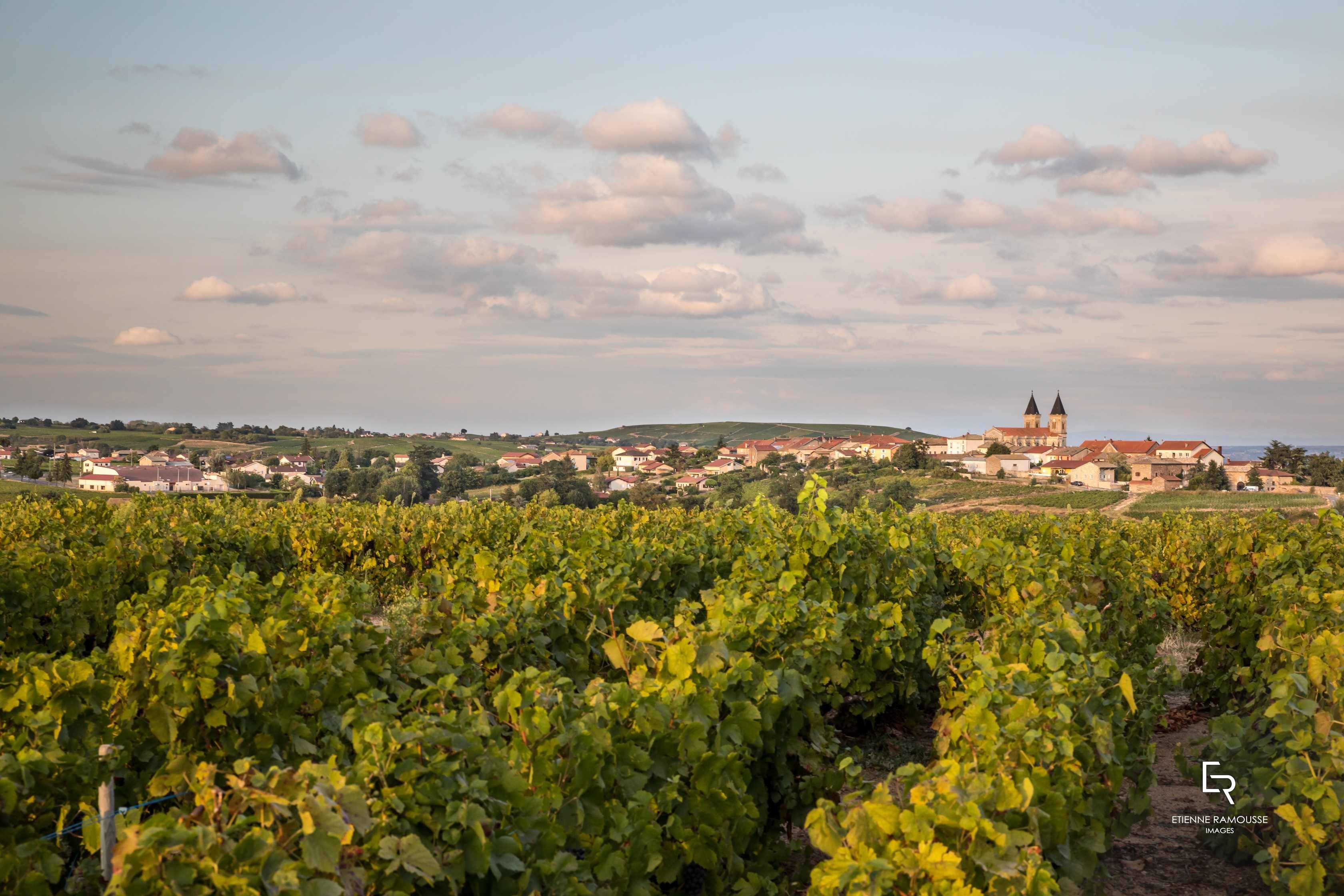  - Visit and tasting of 6 wines