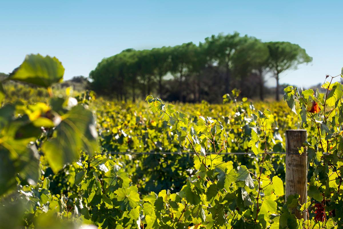  - Winery tour and wine tasting "Camino for las nubes"