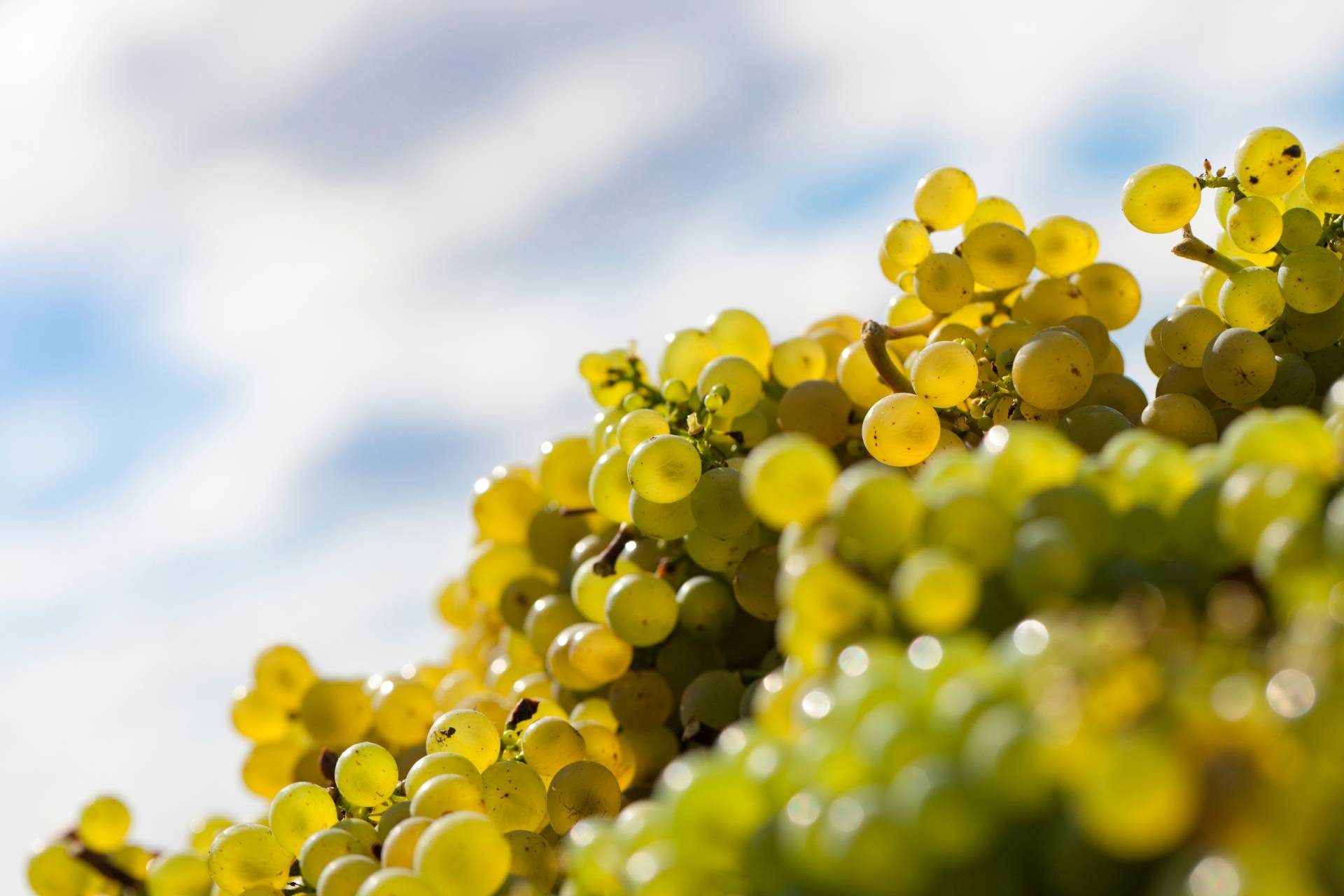 Domaine de la Petite Marne - Noir Frères