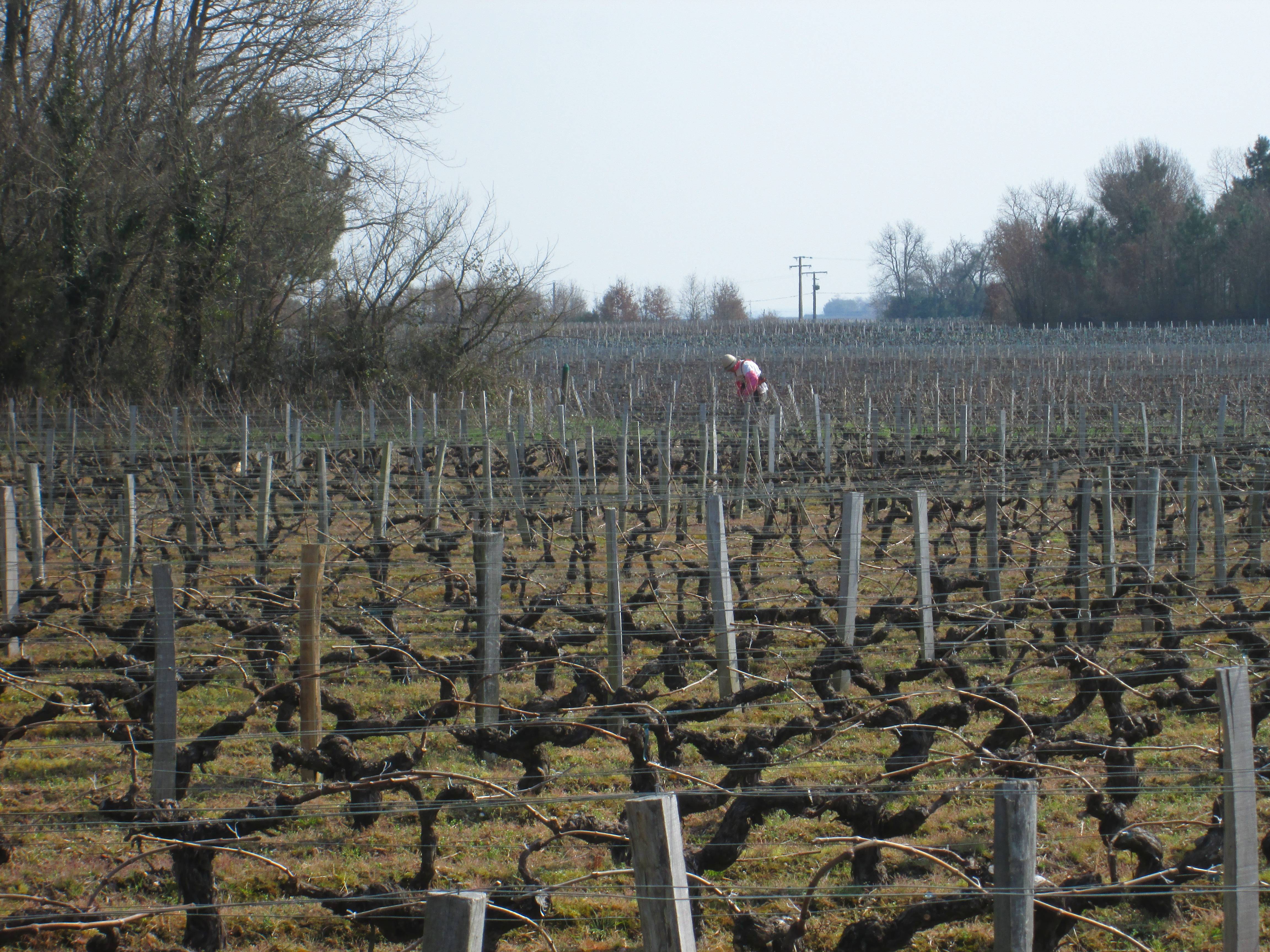  - The work of the winemarker