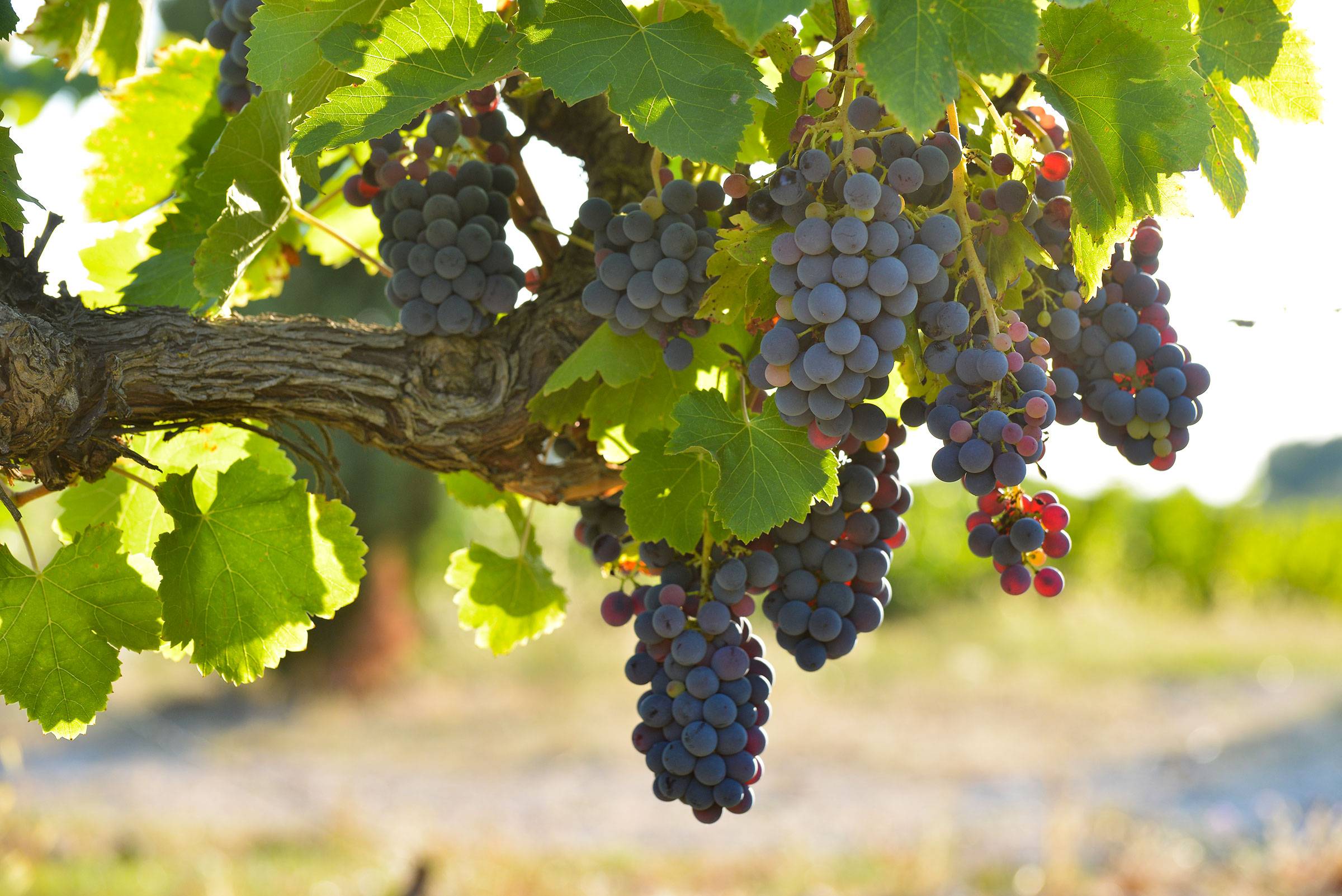  - Walk between sea and vine