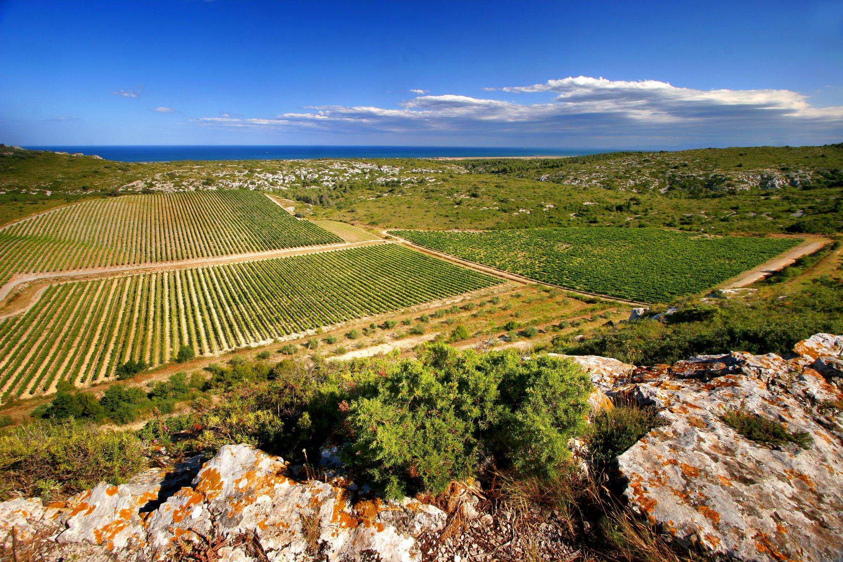  - Guided tours in the heart of an unique biodynamic vineyard