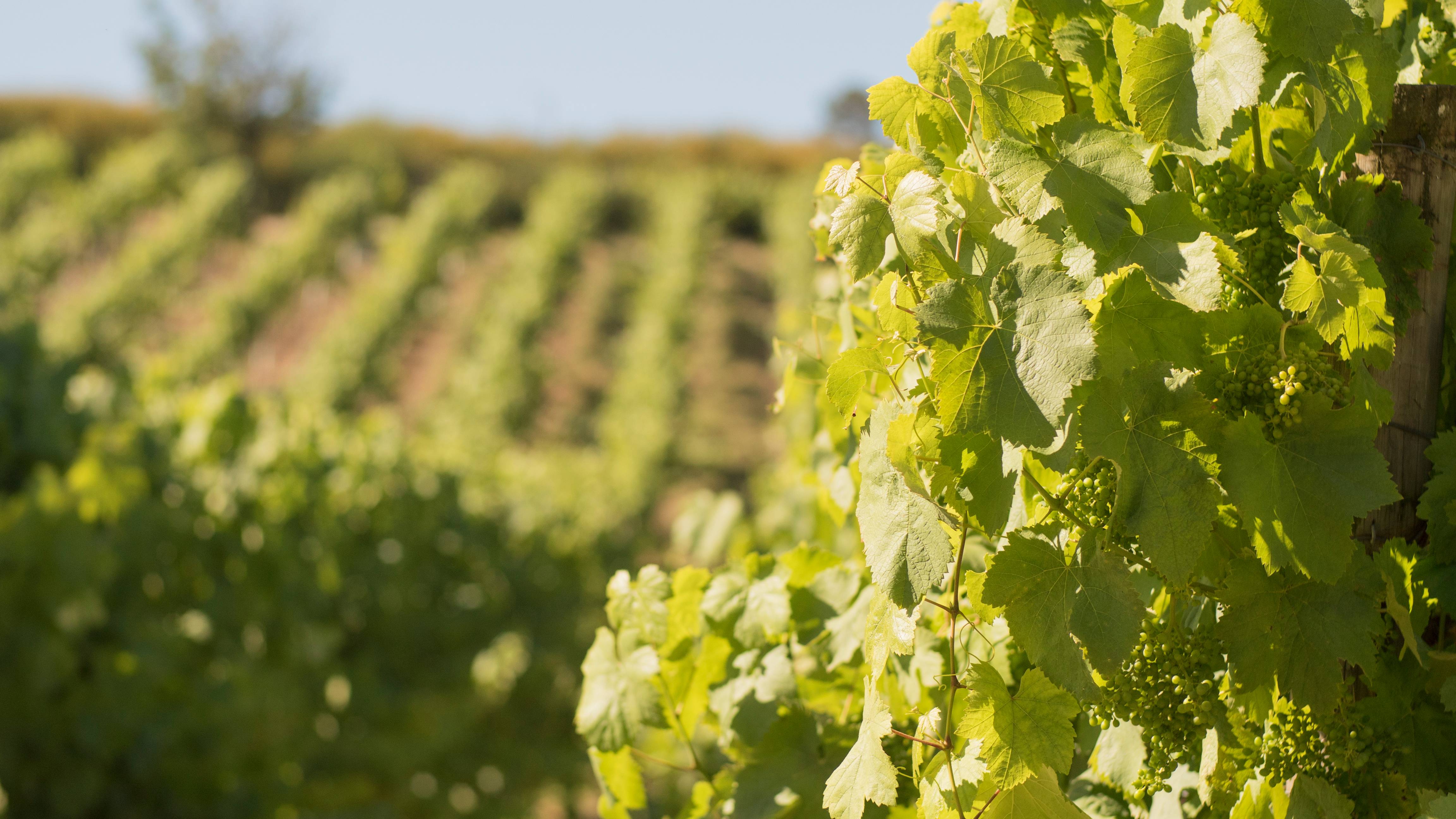  - Visita à Quinta e prova de Vinho Verde