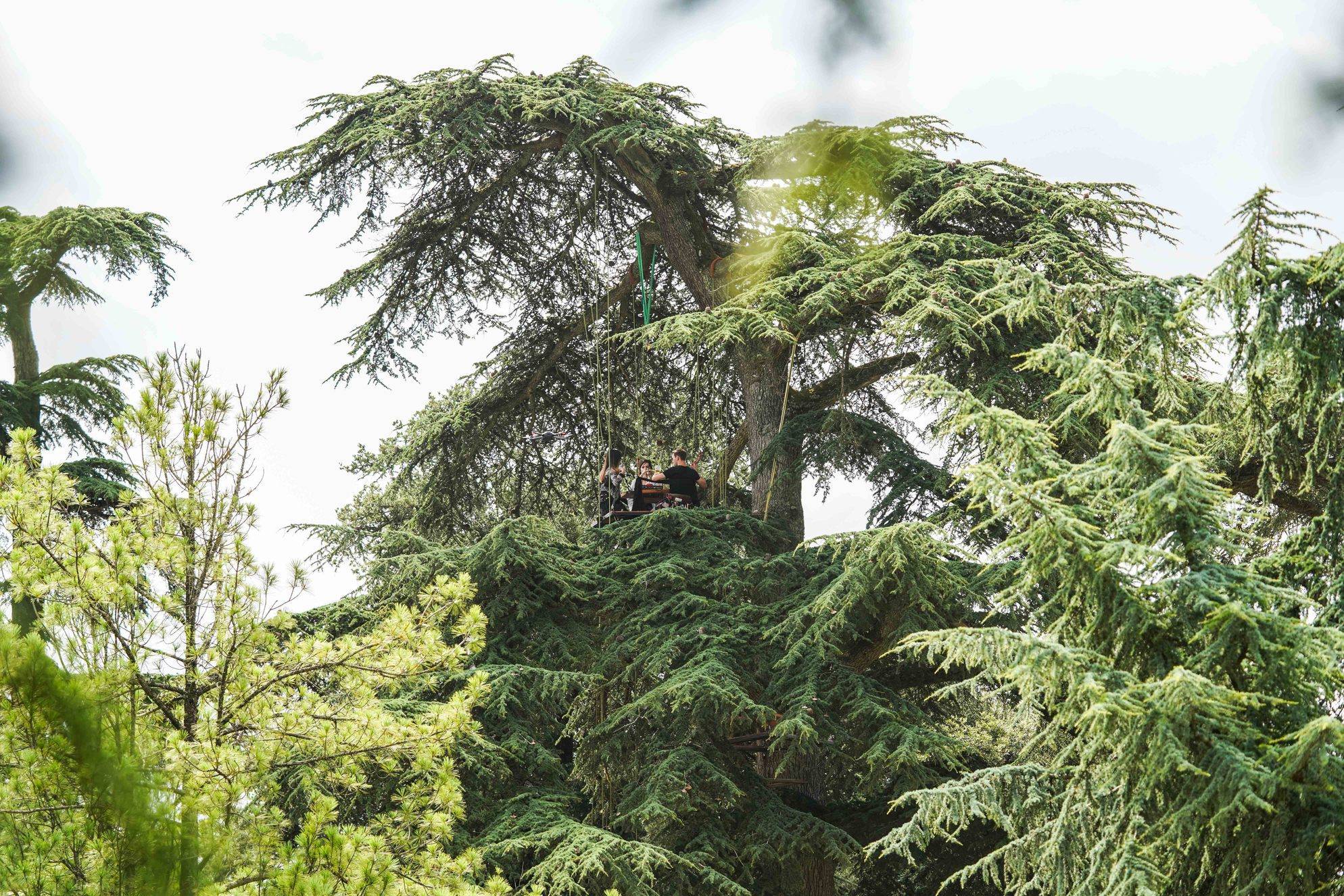  - Tasting at the Tree Top
