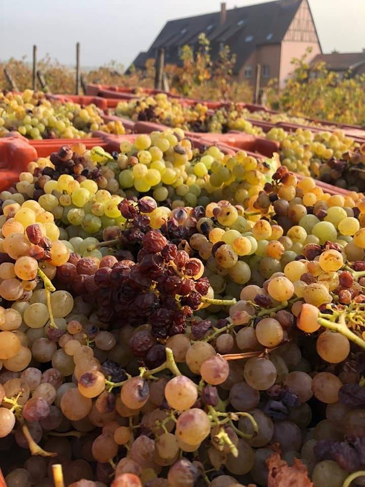 Vins Lichtlé Benoit 