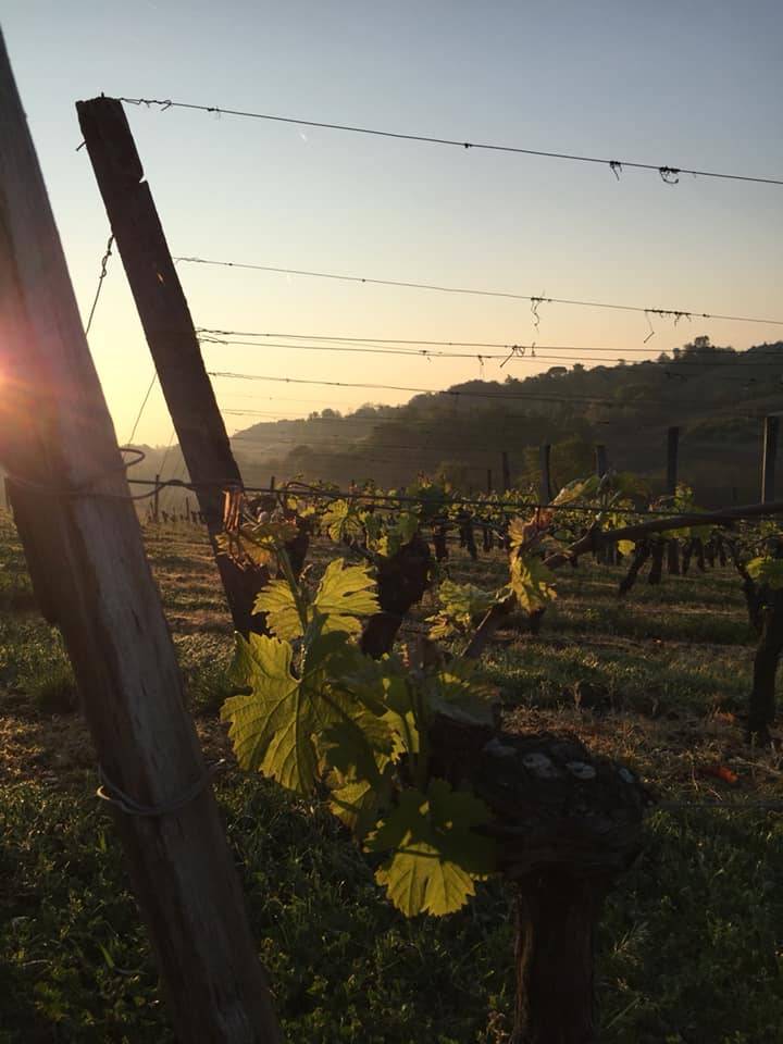  - A Thursday evening in the vineyard of Château Thieuley