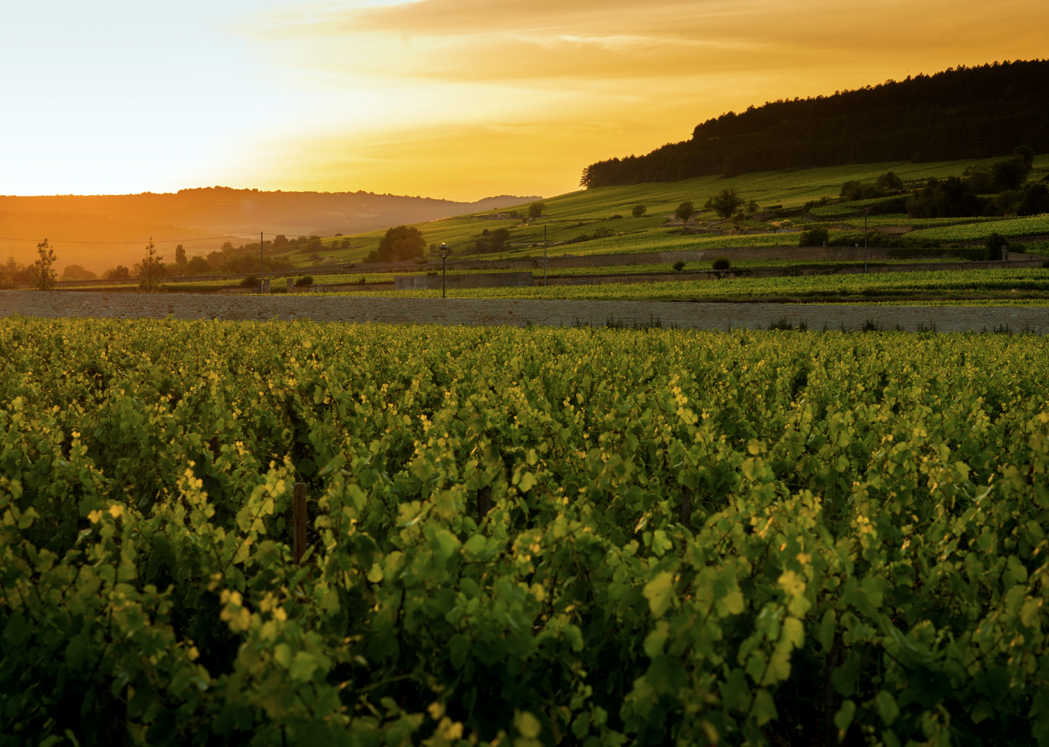 Burgundy From Above Experience, Château de Pommard