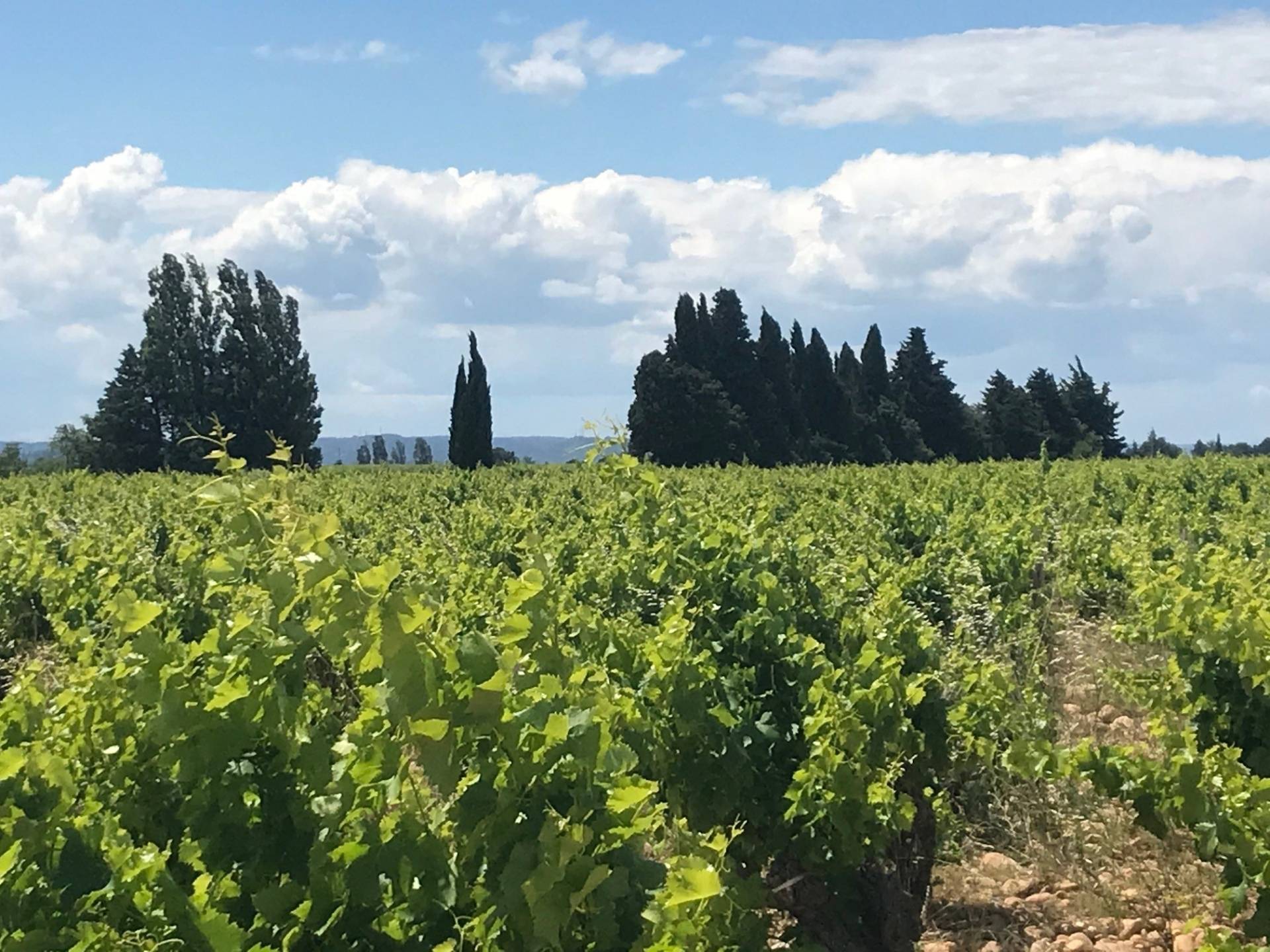 Self drive tour Châteauneuf-du-Pape