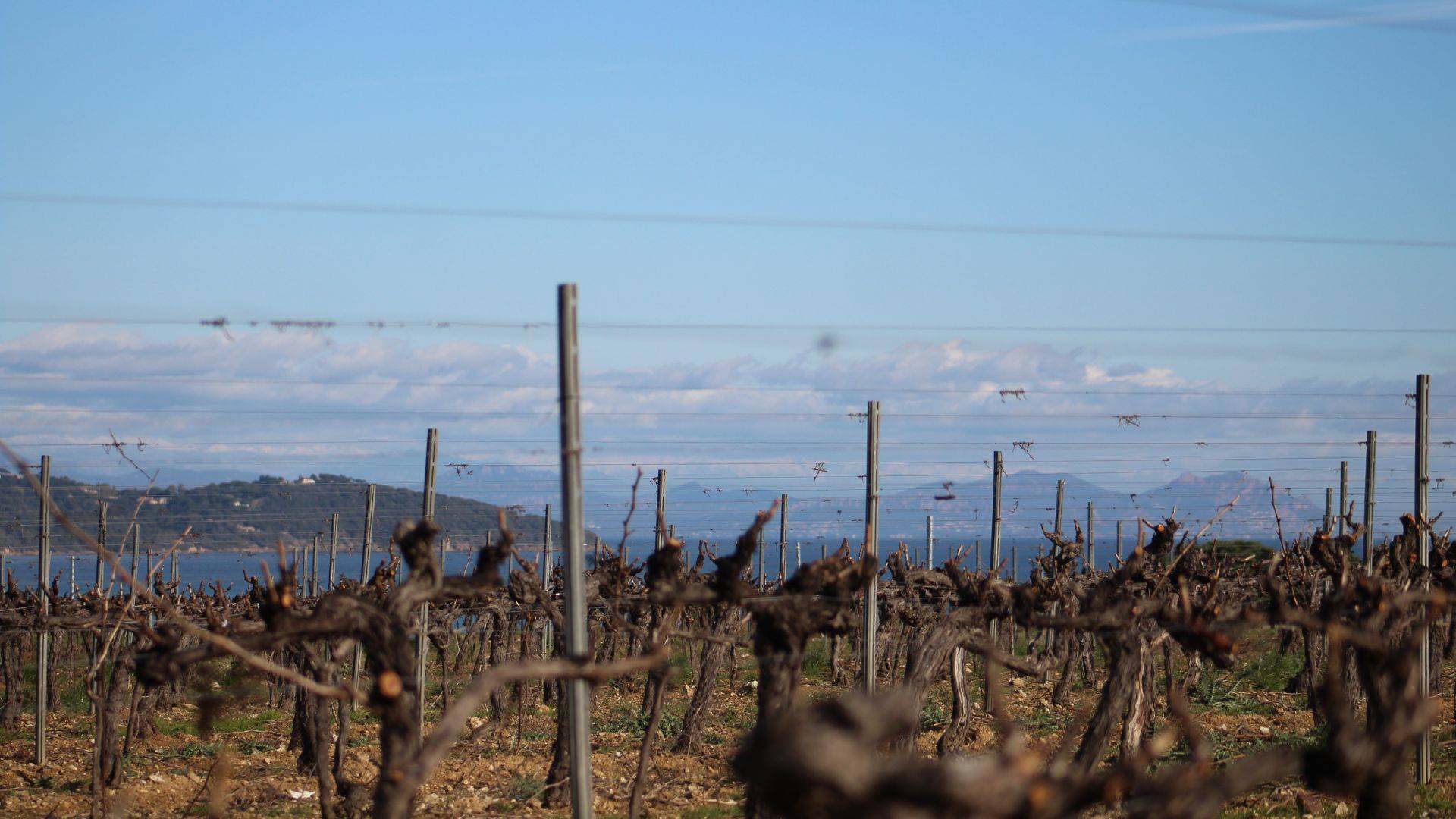 Circuit des vignobles du Golfe de Saint Tropez Beyond The Wine