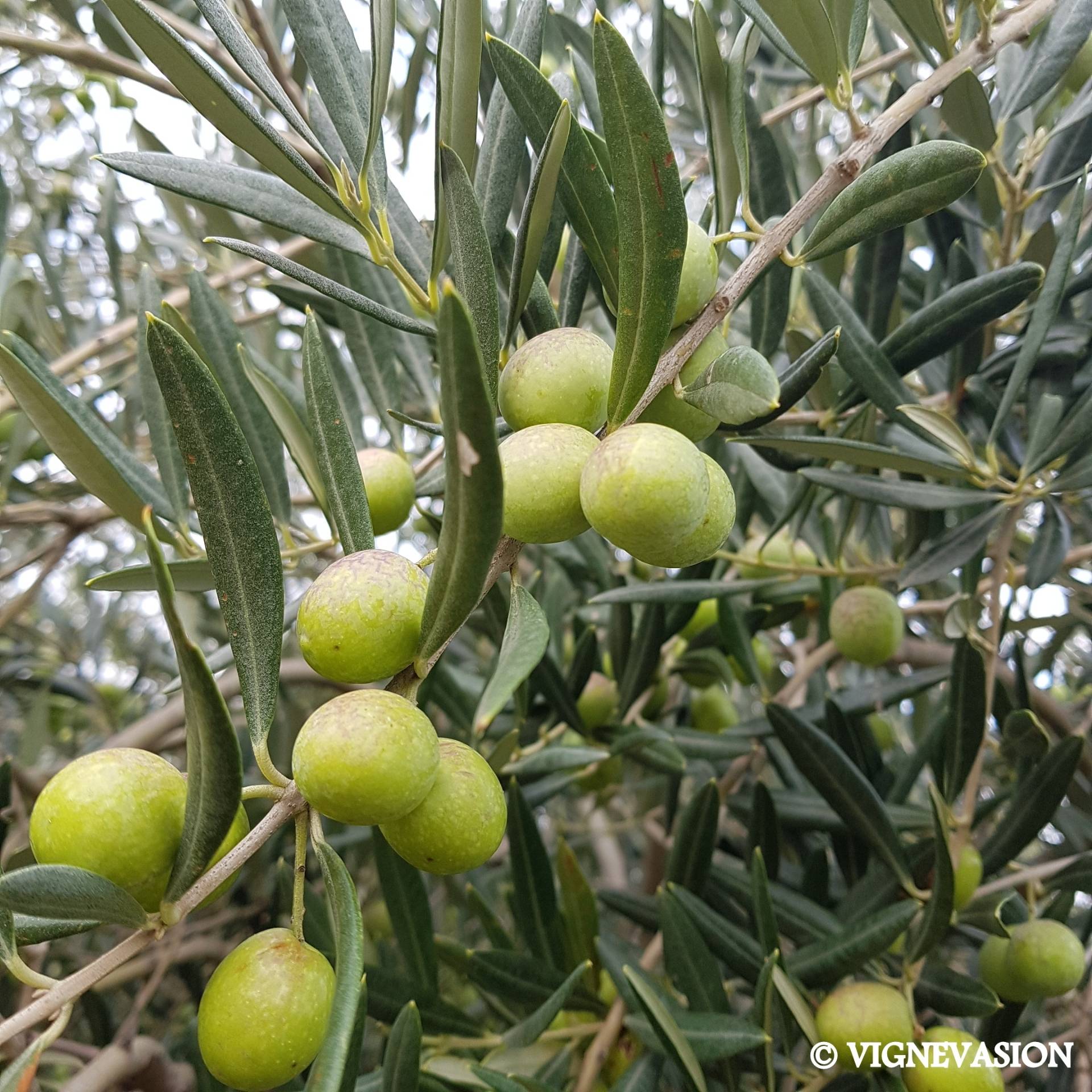 Gourmet Provence: Wine & Olive Oil