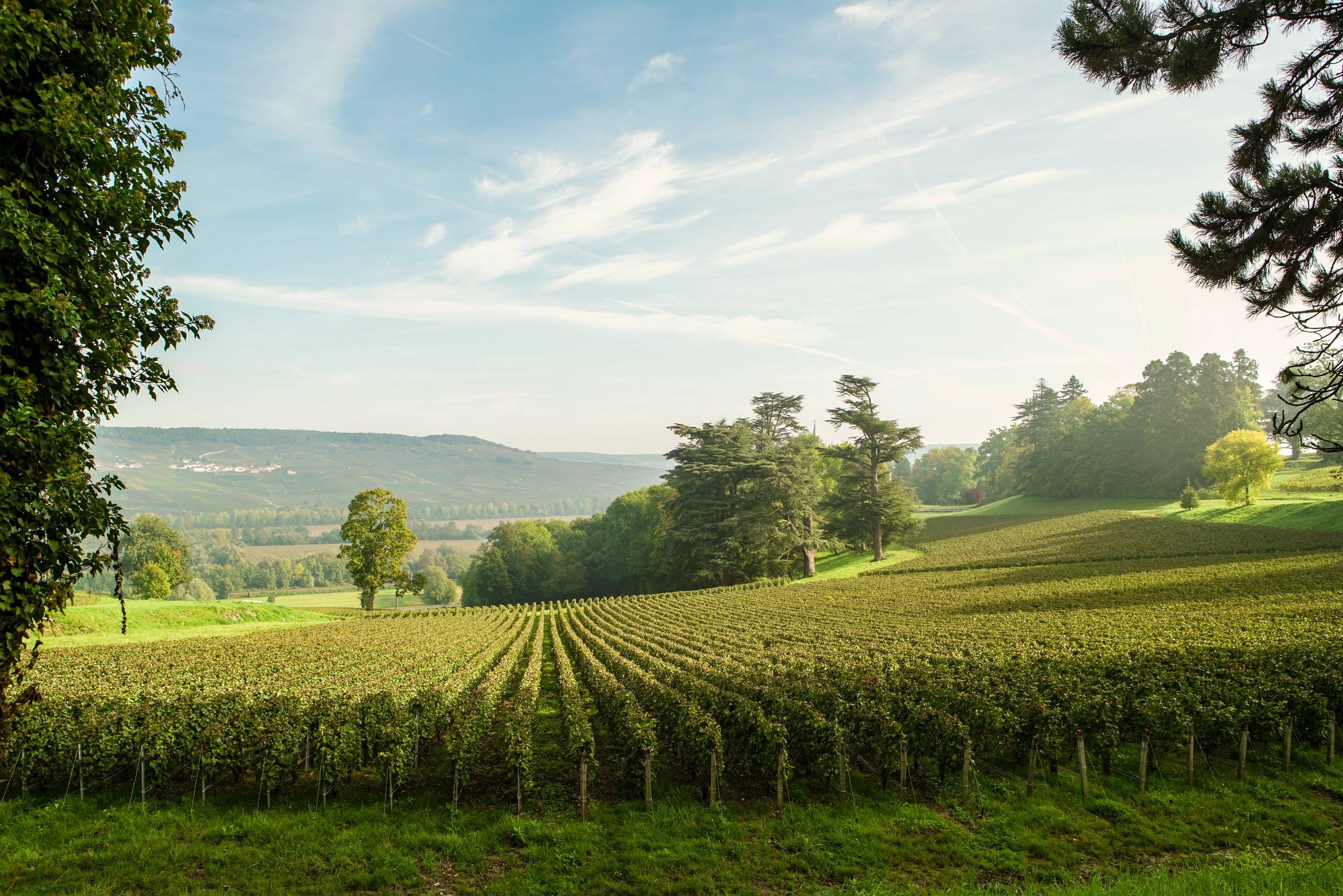  - Visit at the heart of our family Clos and tasting of 3 Champagnes