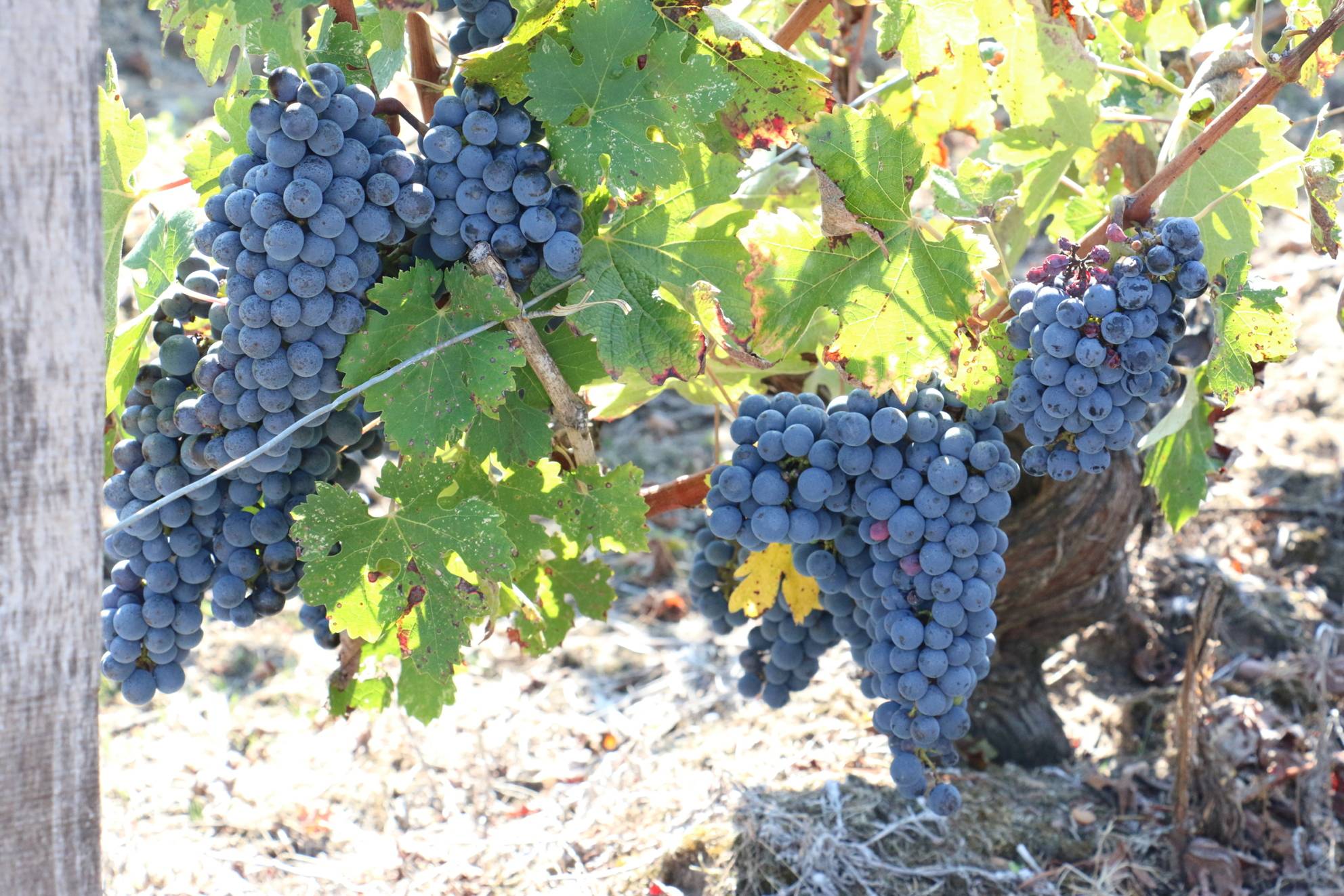  - The work of the winemarker