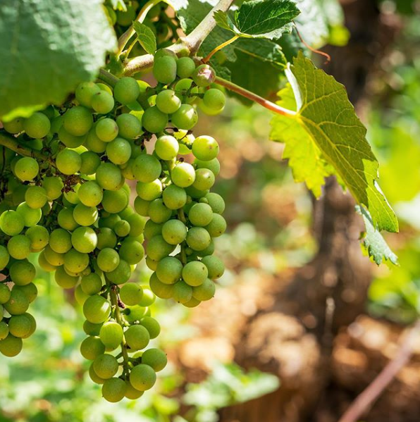  - Ontdekking van het terroir