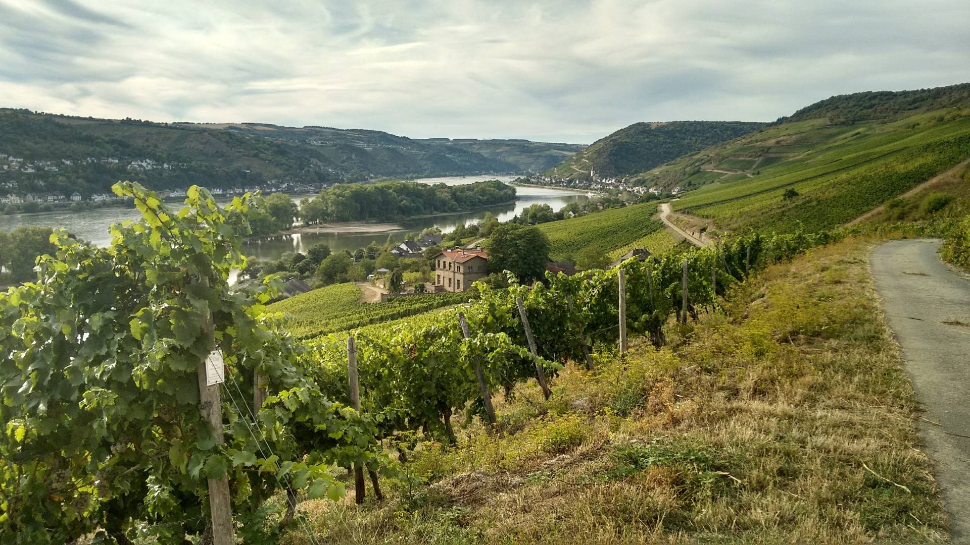 Rheingau Wine Walking Tour
