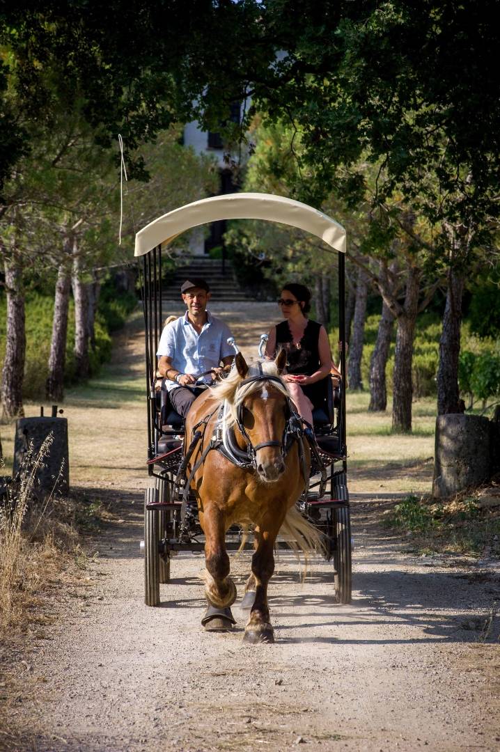 Discover the domaine and the sculpture park in a horse-drawn carriage