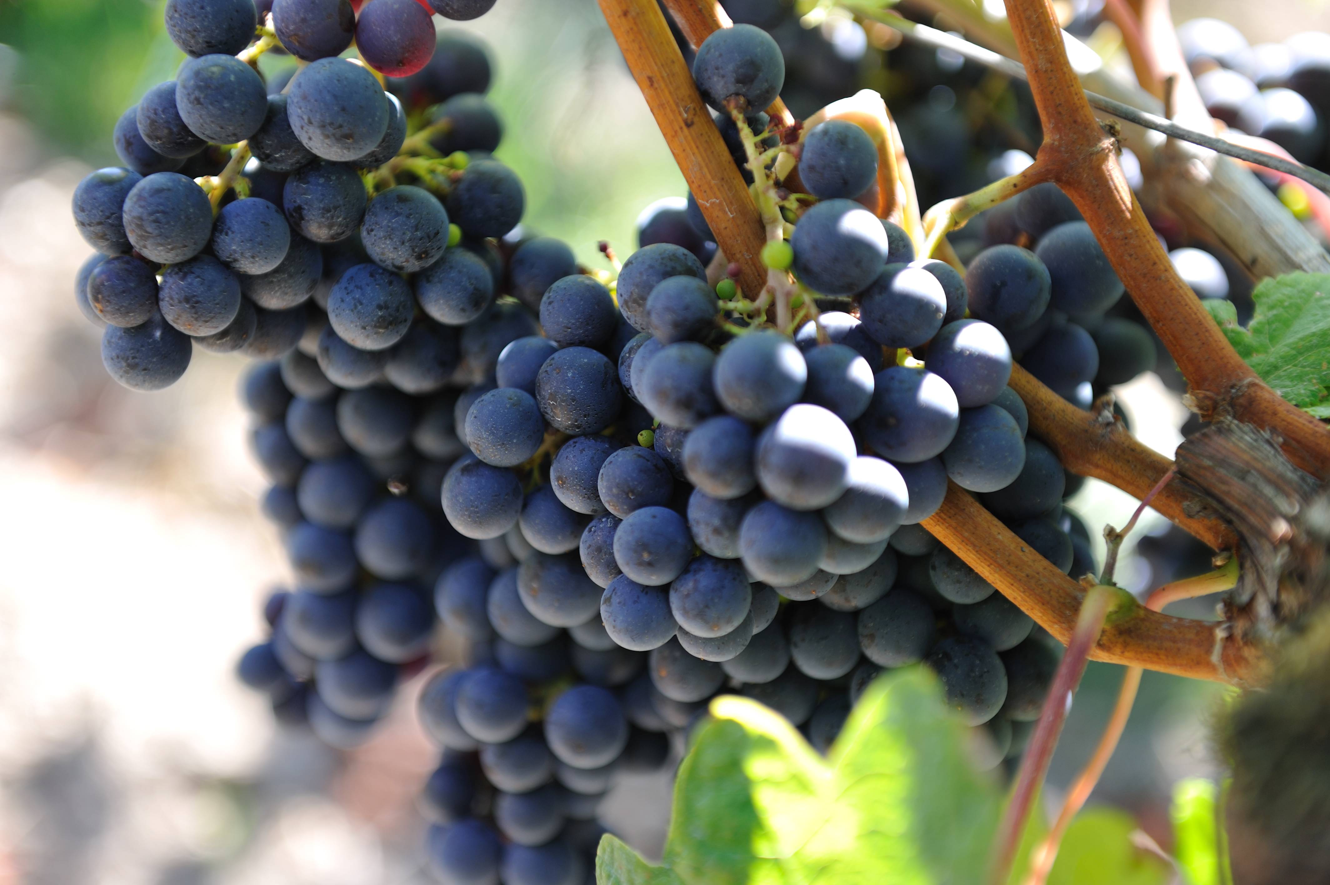  - The Winemaker's Calendar