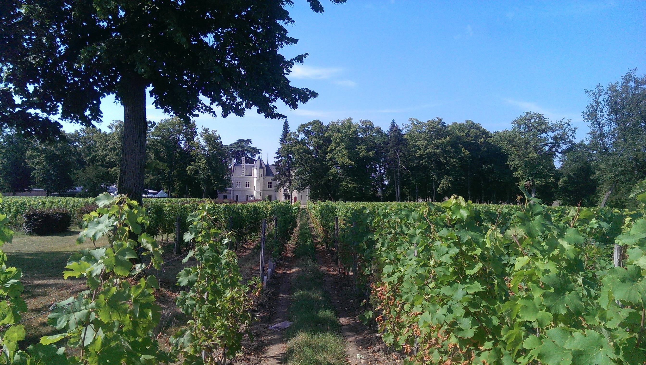  - Um dia nas vinhas do Vale do Loire