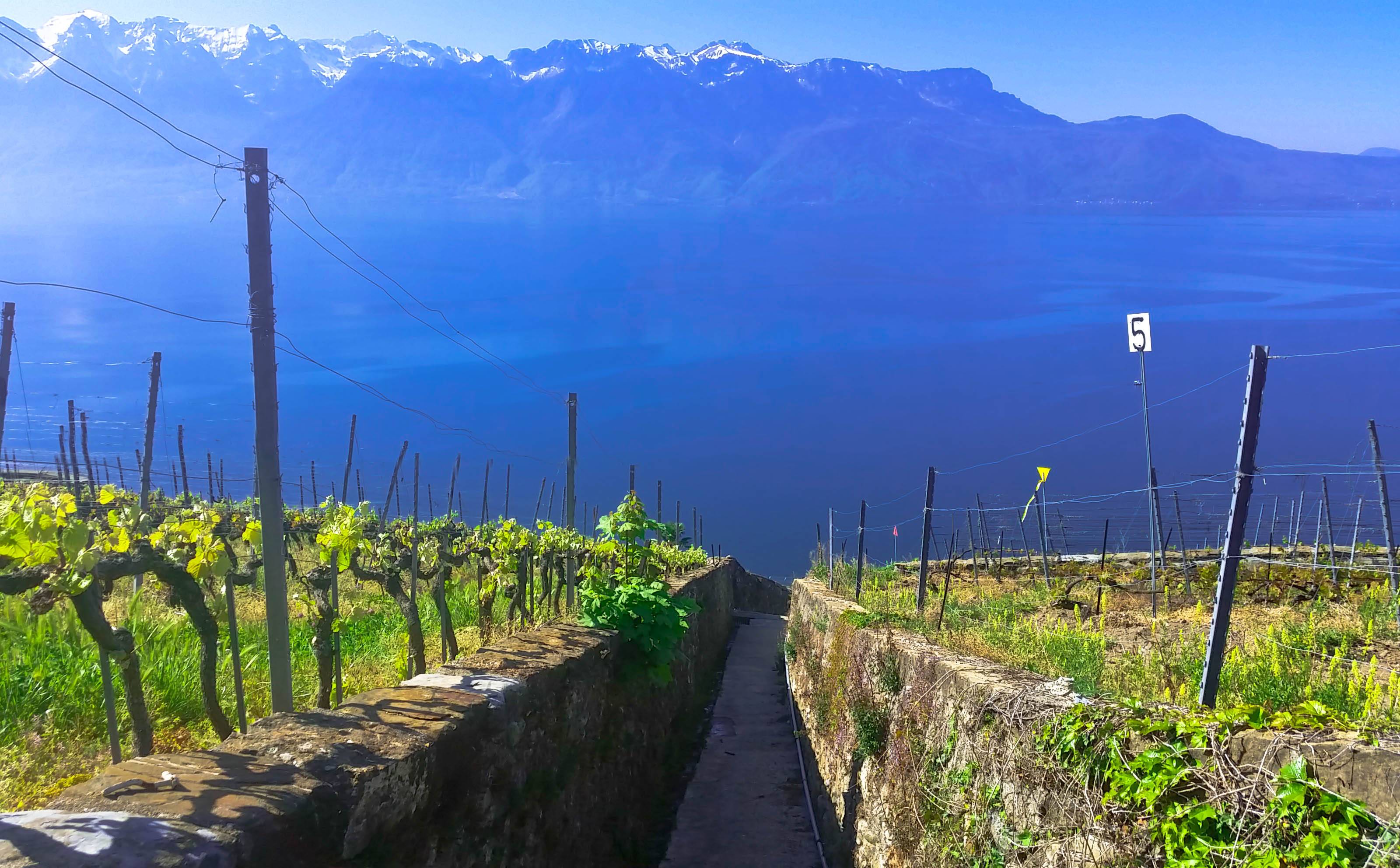  - Lavaux Vineyard Terraces - UNESCO Heritage