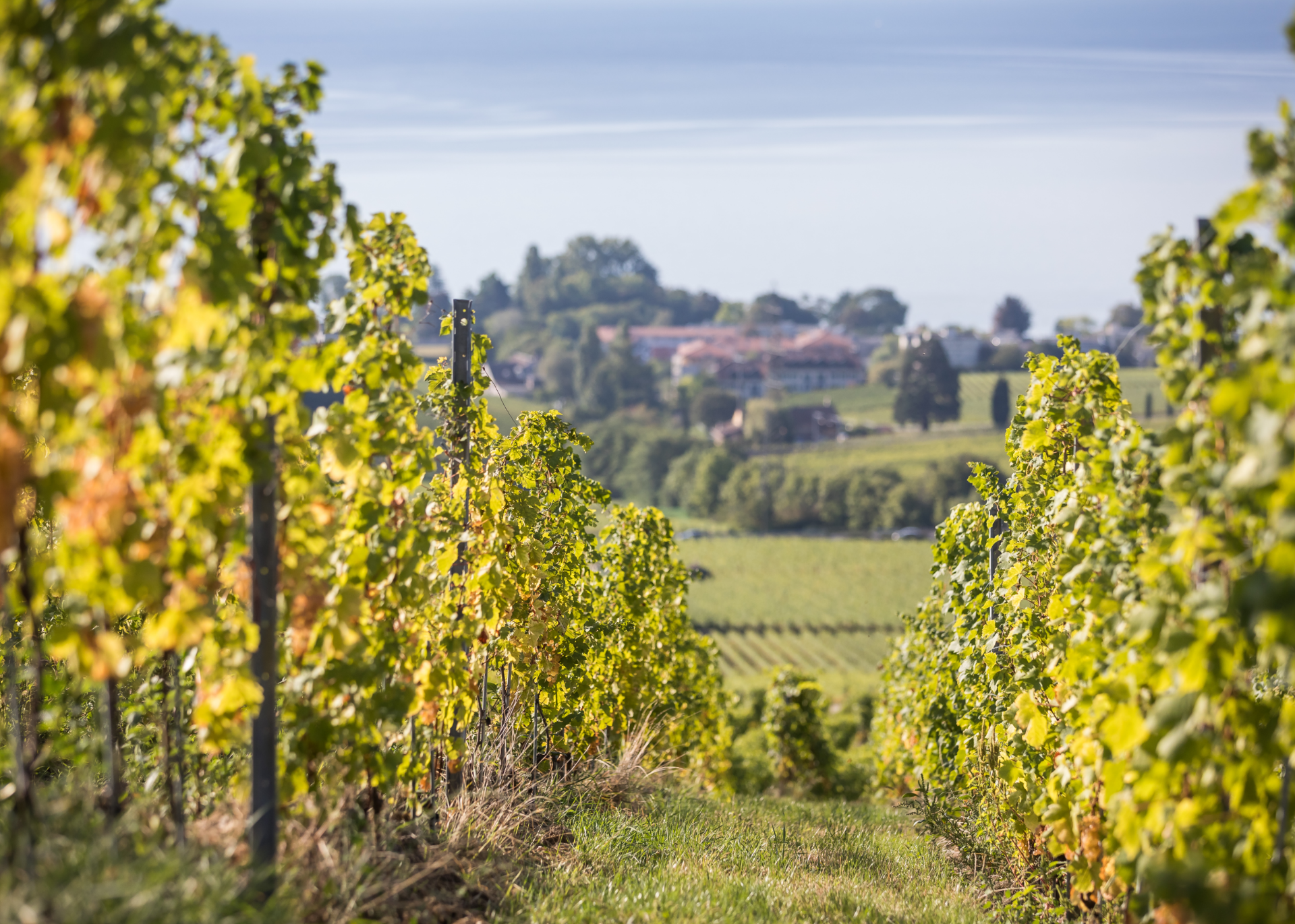 Paccot - Domaine La Colombe