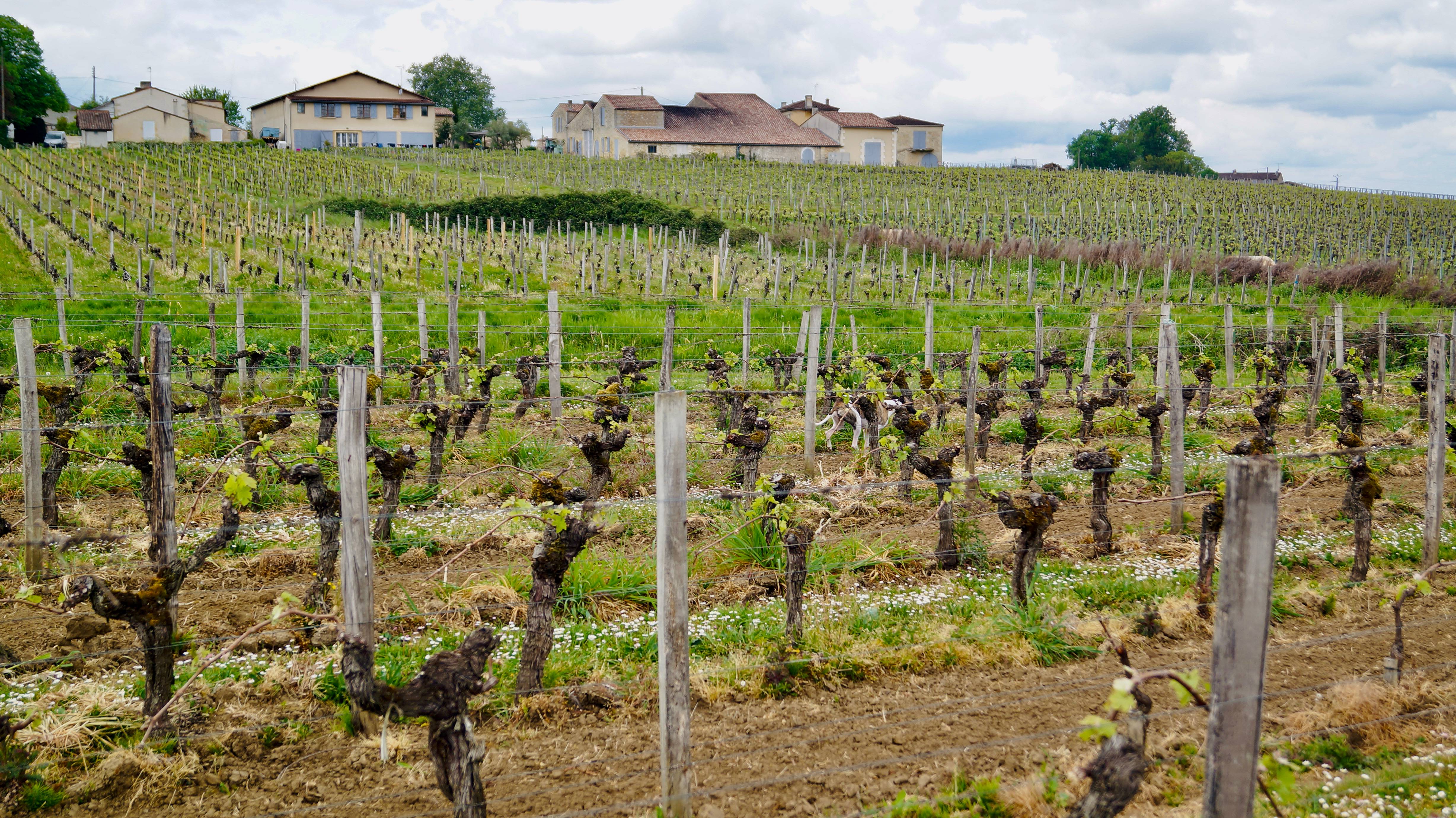  - At the heart of the aromas