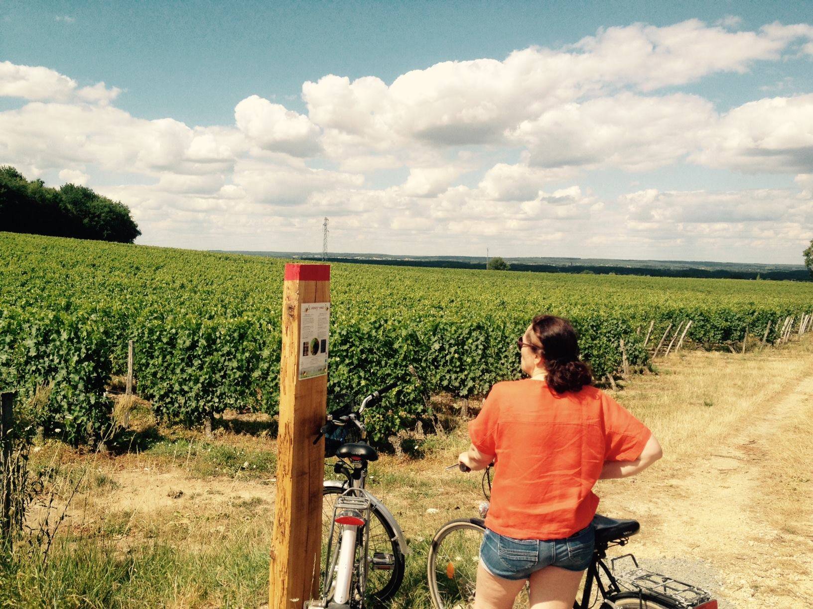  - Electric ride in the vineyards