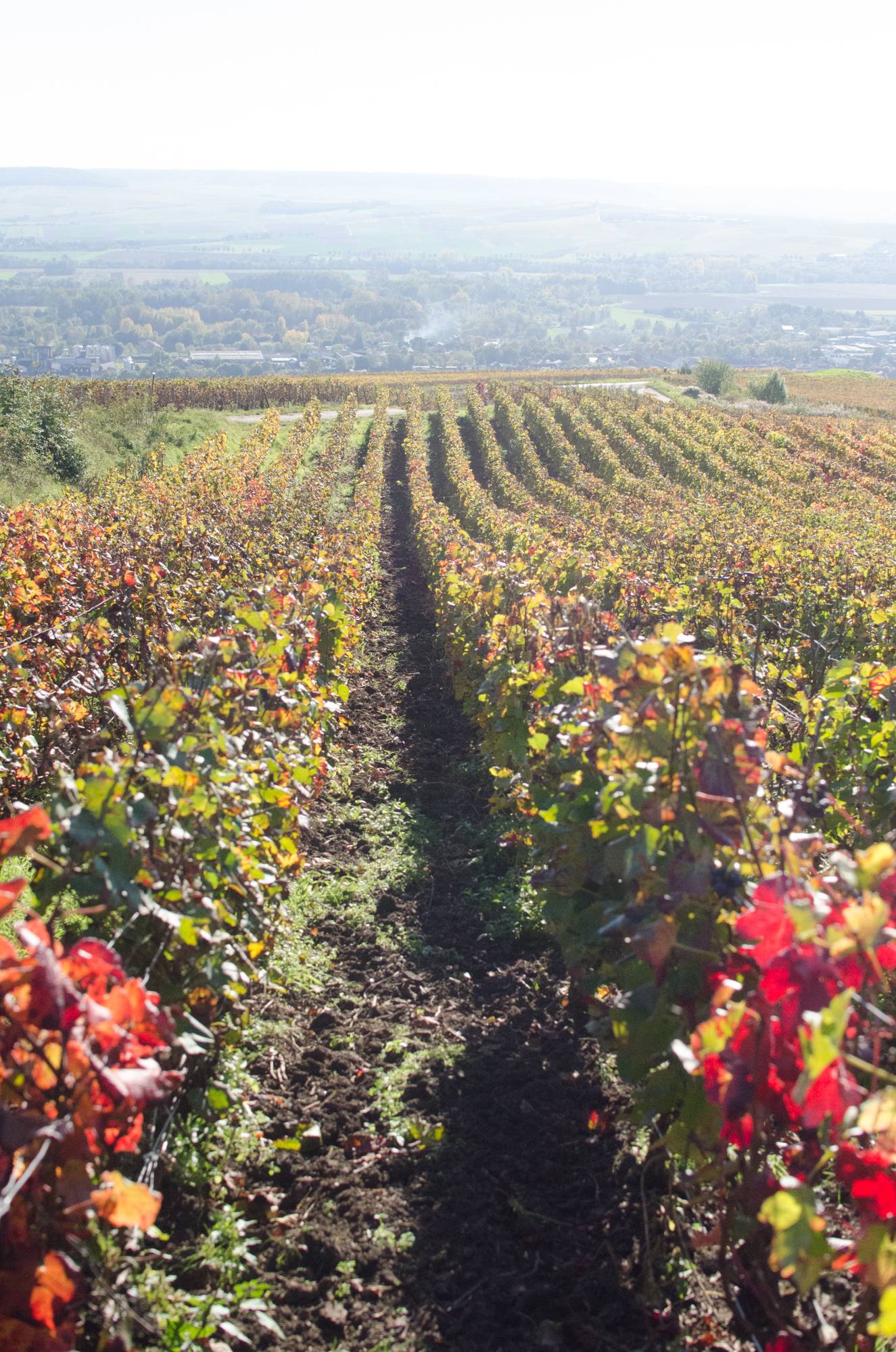 La visite du sentier du Vigneron