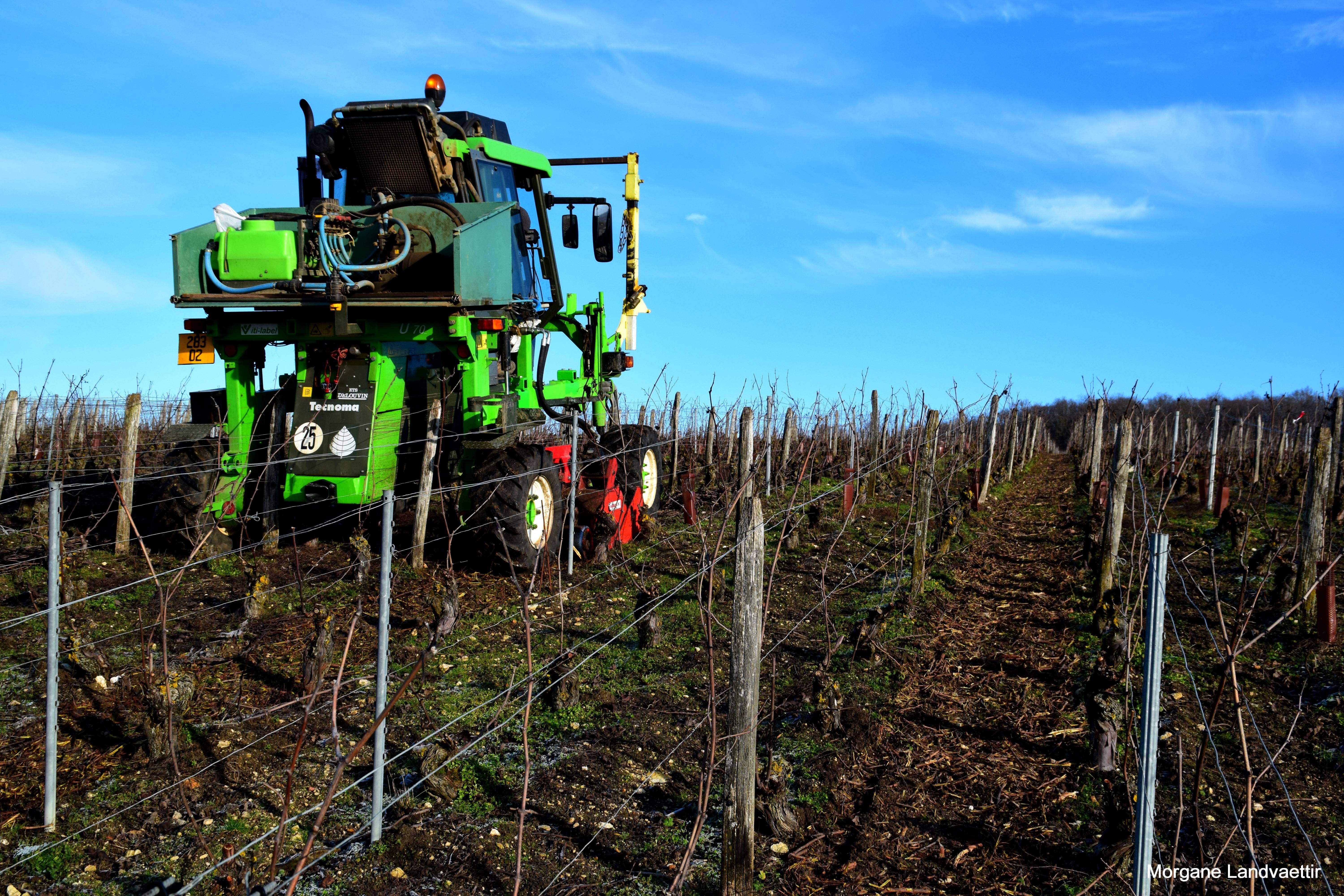 Visite du vignoble & dégustation de 2 champagnes