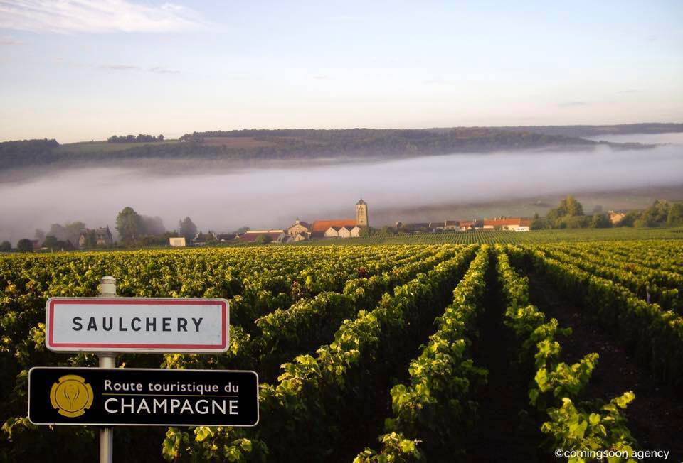 Visite du vignoble & dégustation de 2 champagnes