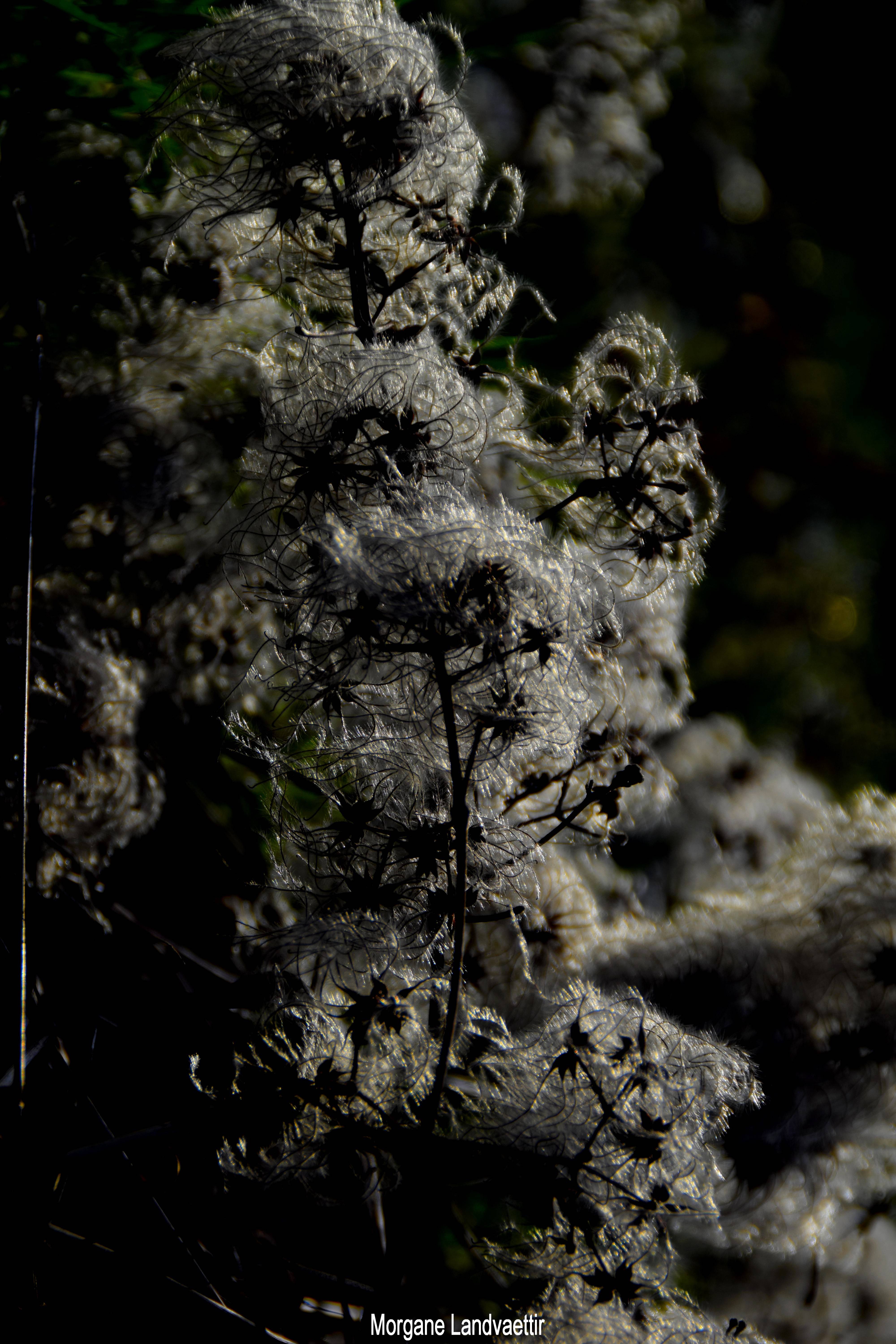 Visite du vignoble & dégustation de 5 champagne
