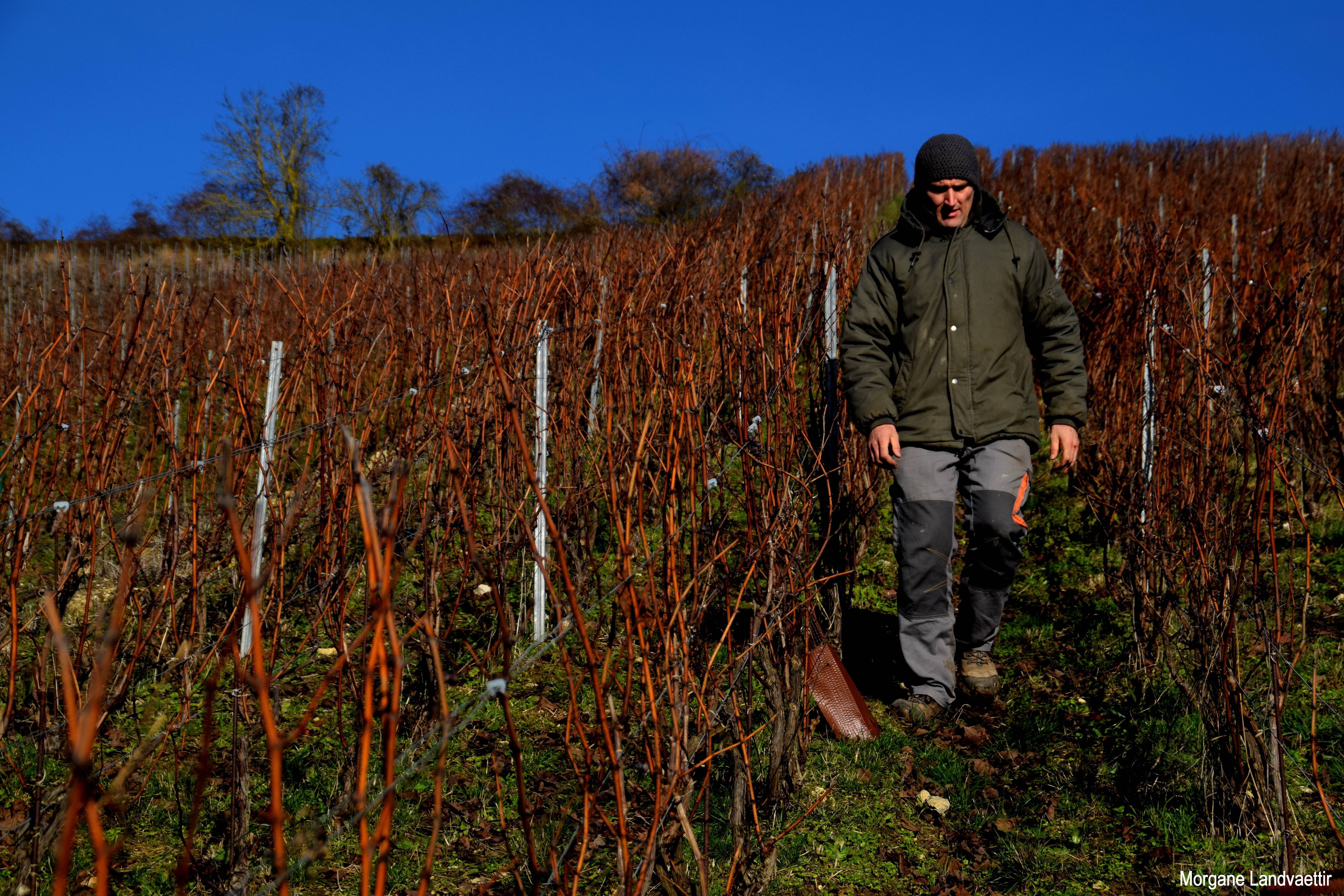 Visite du vignoble & dégustation de toute notre gamme