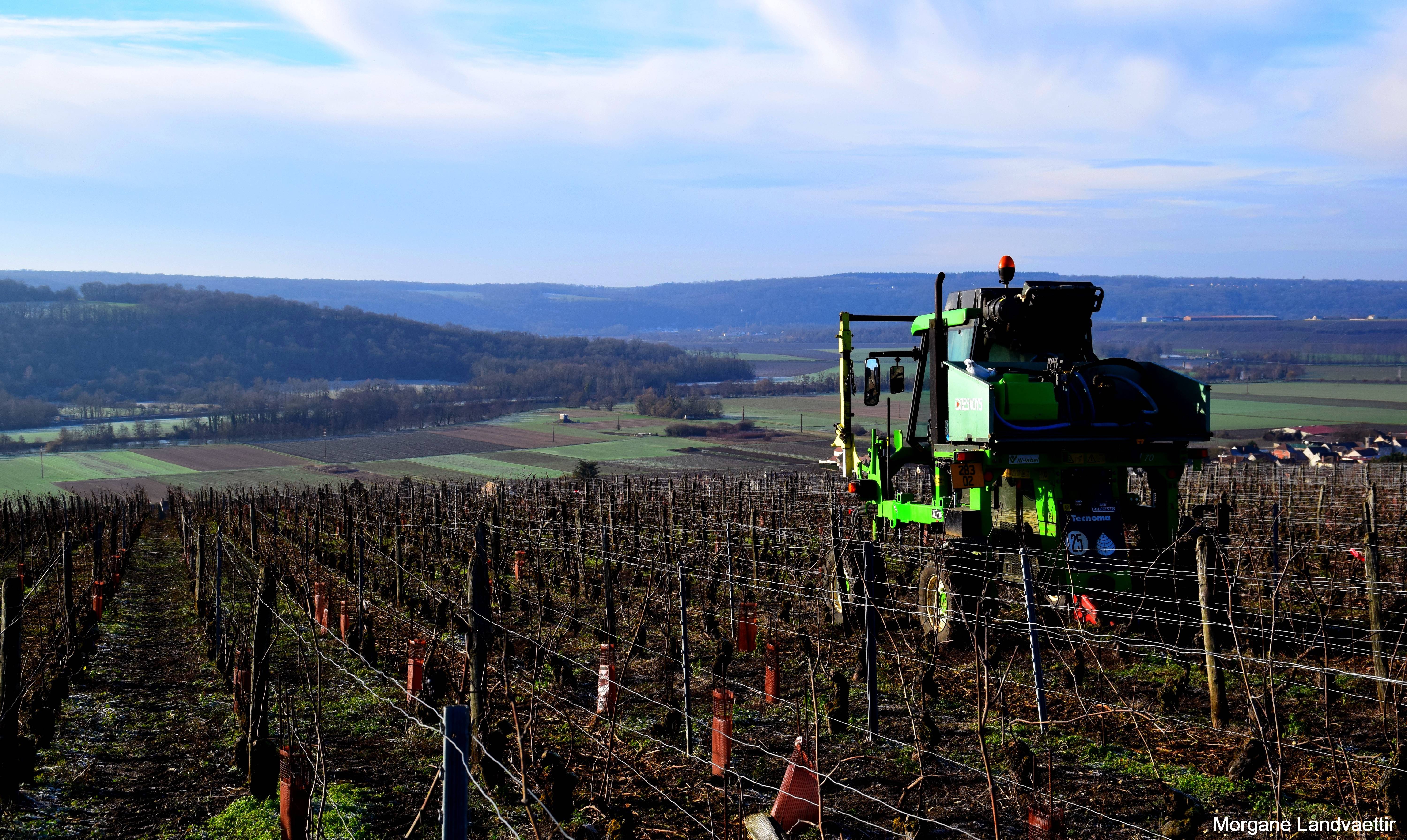 Visite du vignoble & dégustation de toute notre gamme