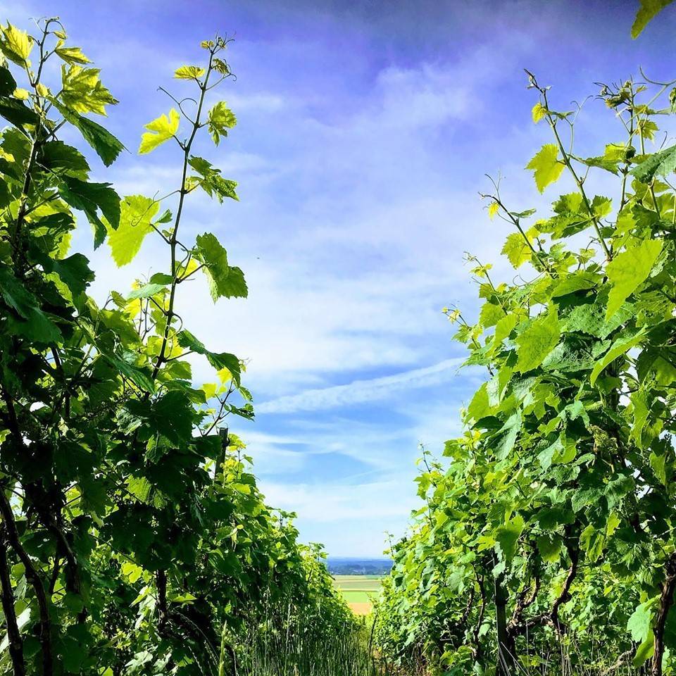  - Stroll in the heart of our vineyards of Tours sur Marne