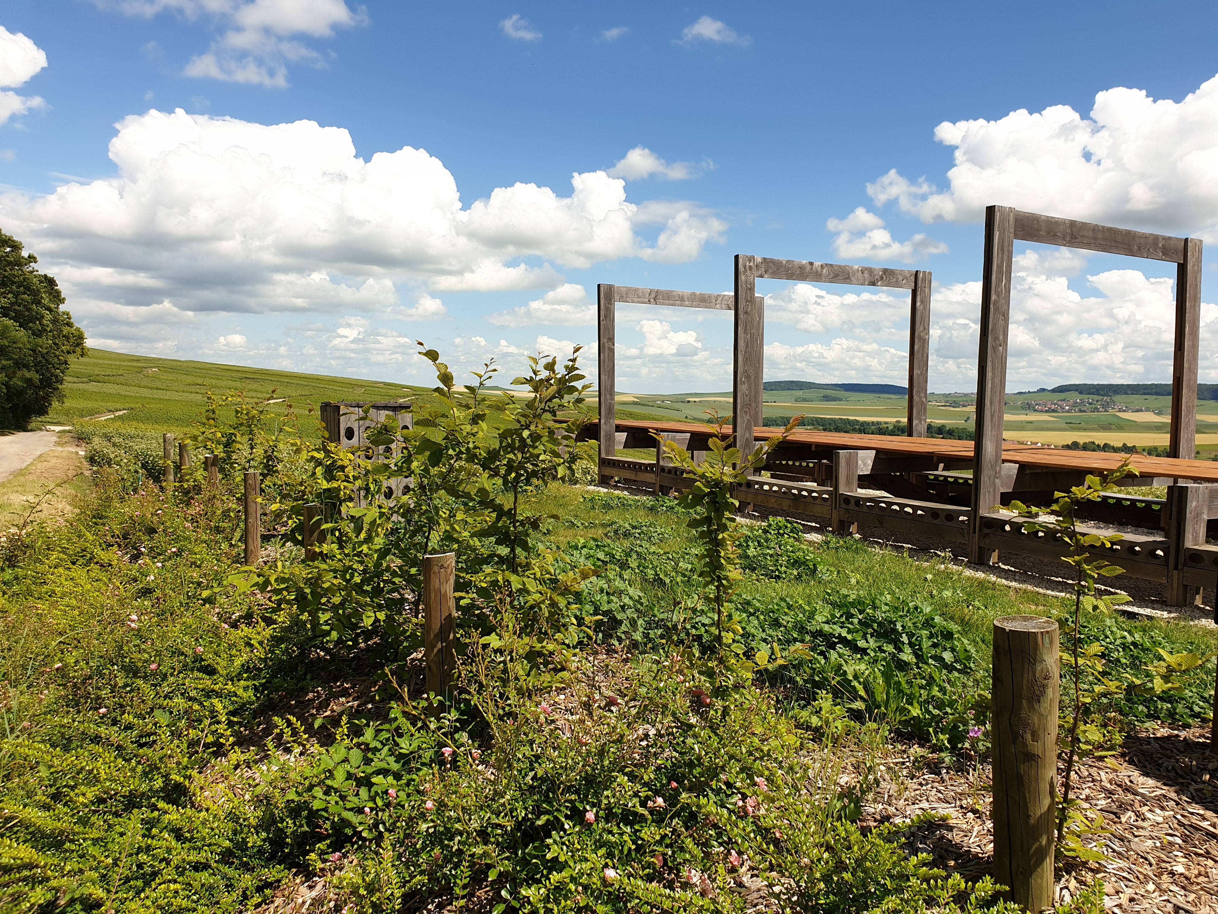 Tasting walk to Moussy