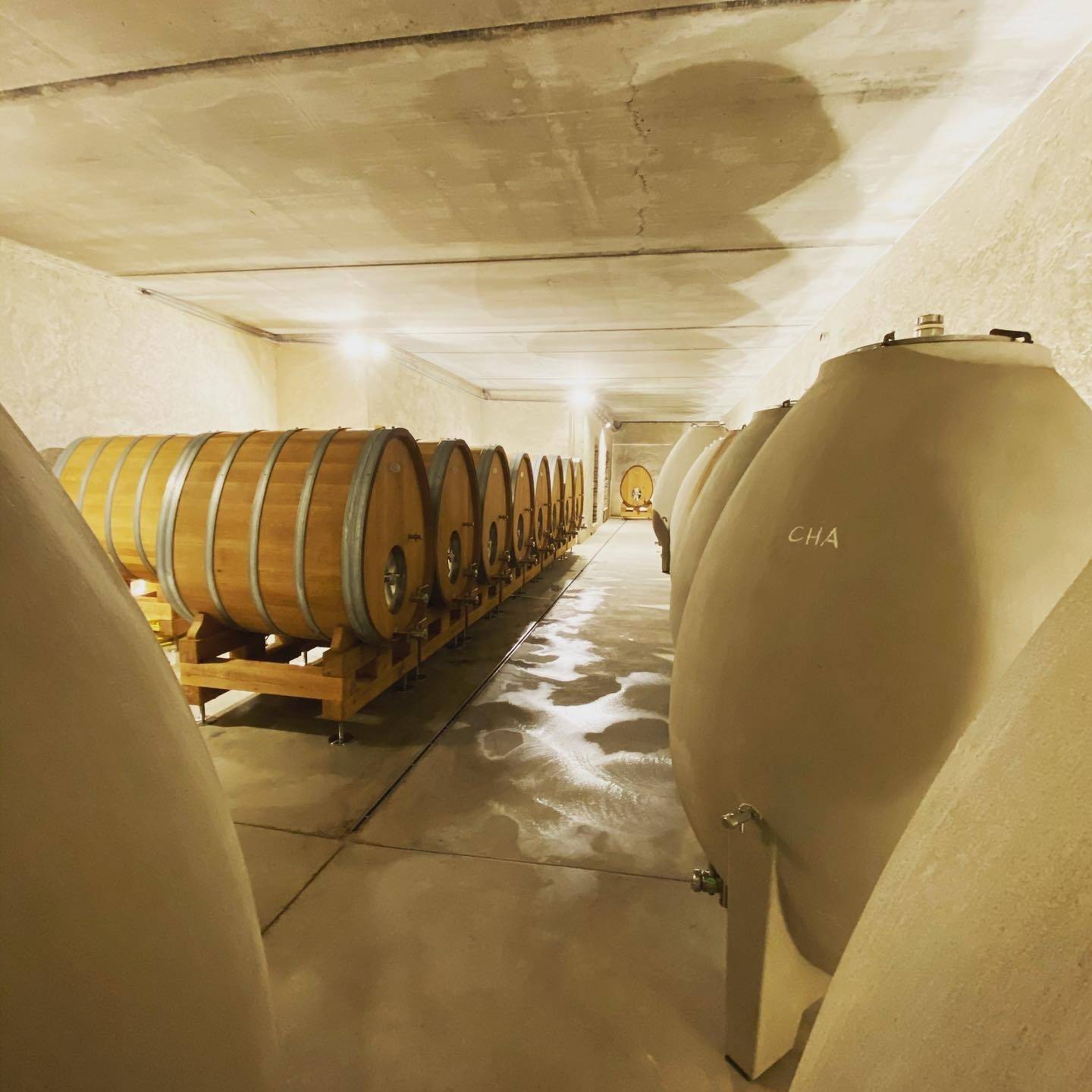 Discovery of the Meursault cellars where the wines are matured in eggs!