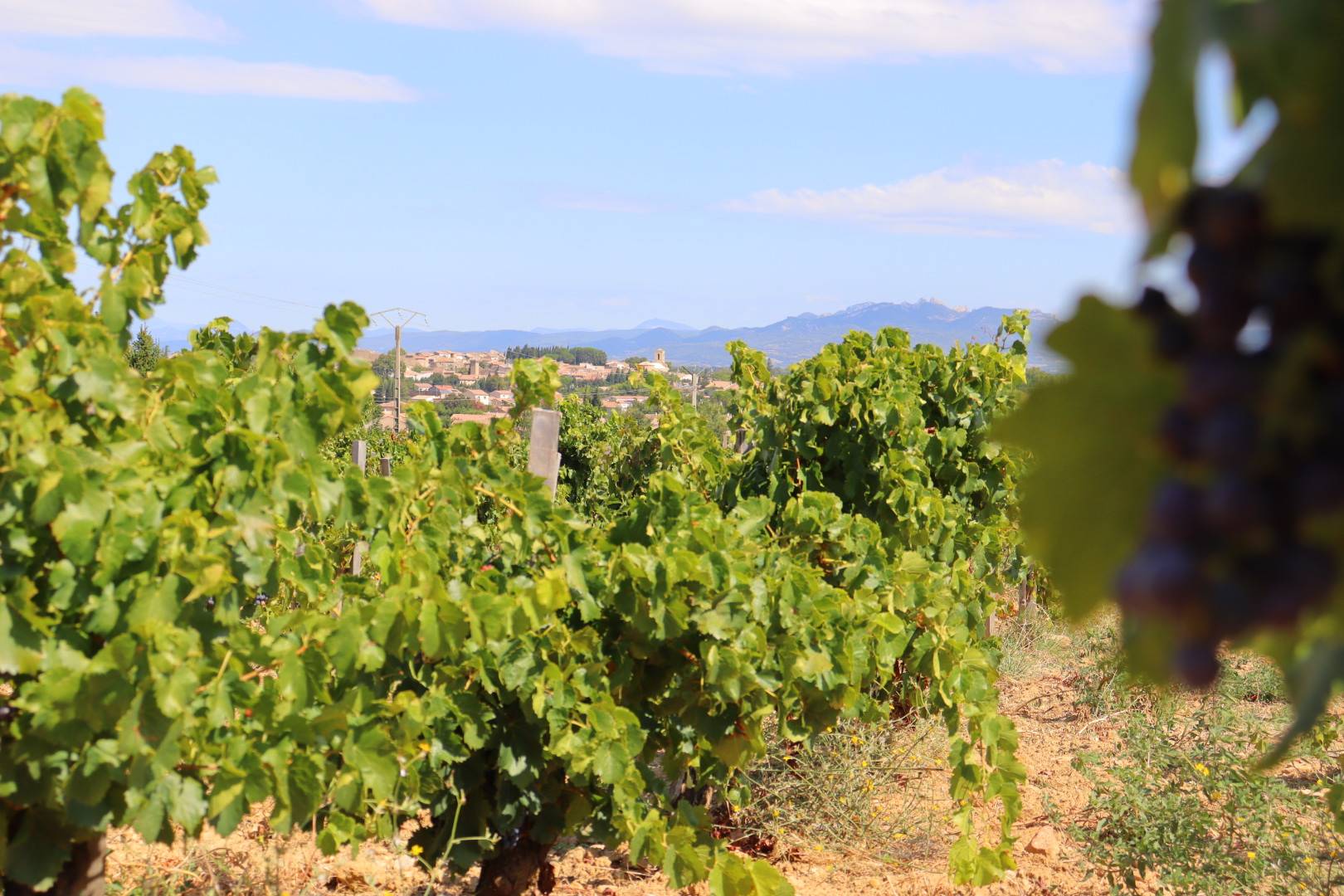  - Ontdekkingsroute: bezoek, proeverij en picknick