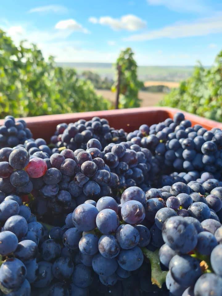  - Platter of 8 delicacies and tasting of our "Chlo'Ice" cuvée