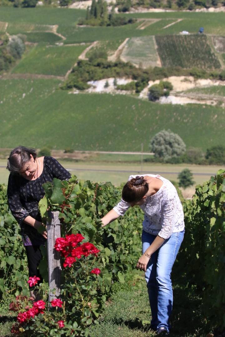 Vineyard picnic and tasting