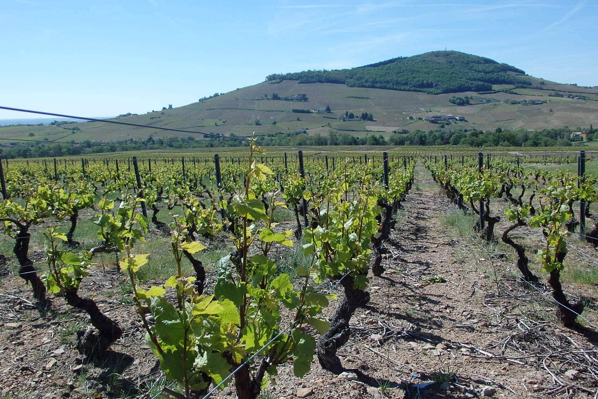  - Tasting, visit and Beaujolais mache
